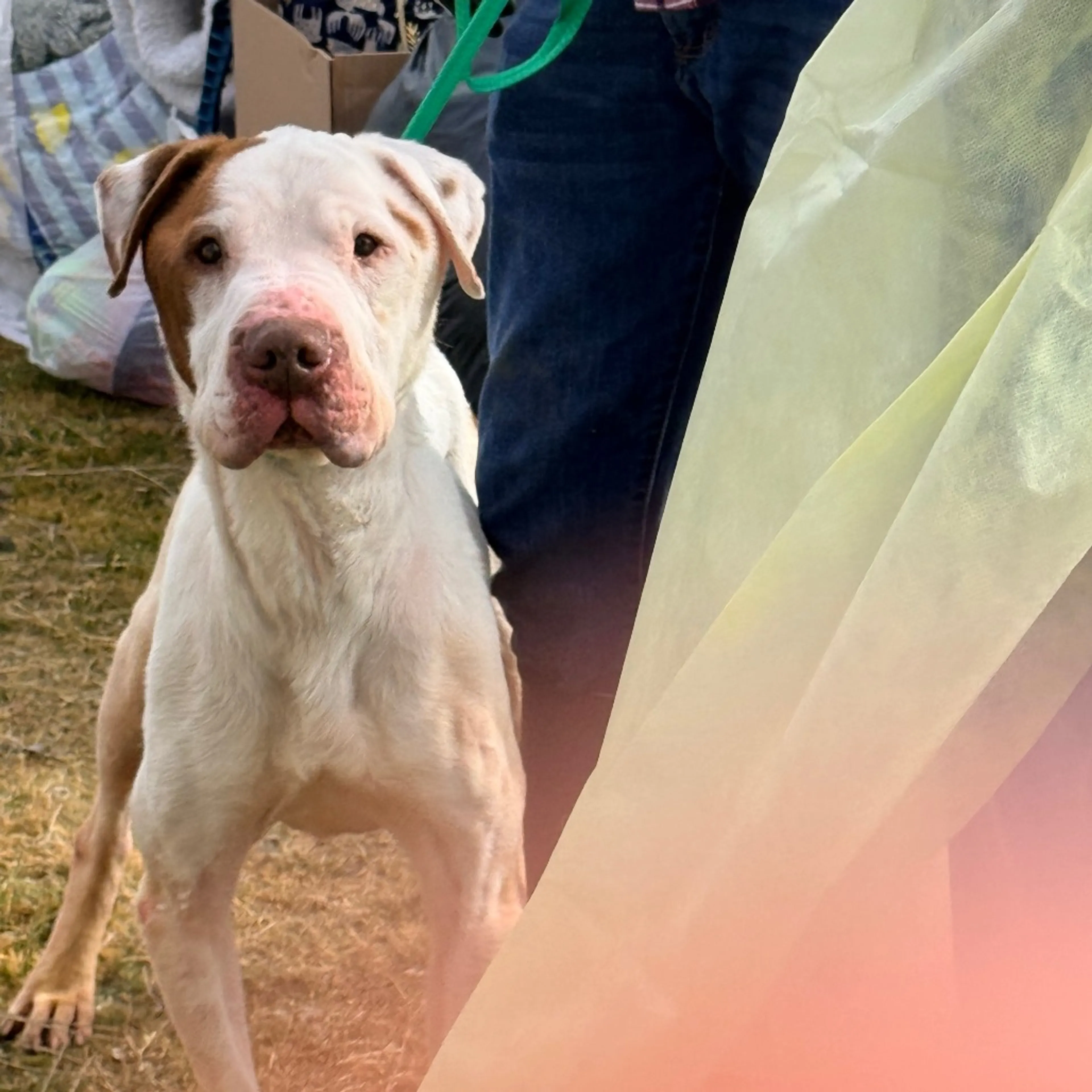 Found pet-2