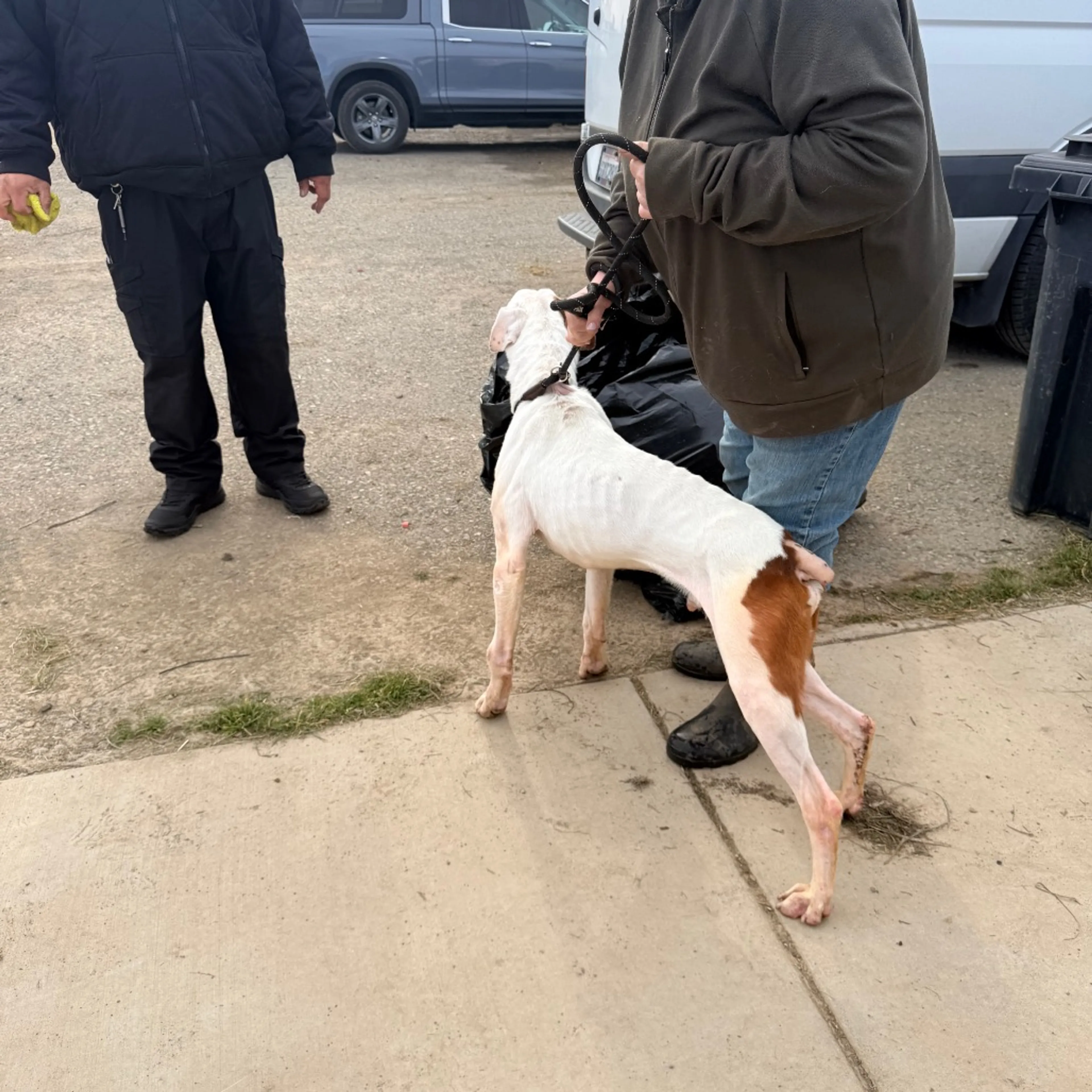 Found pet-5