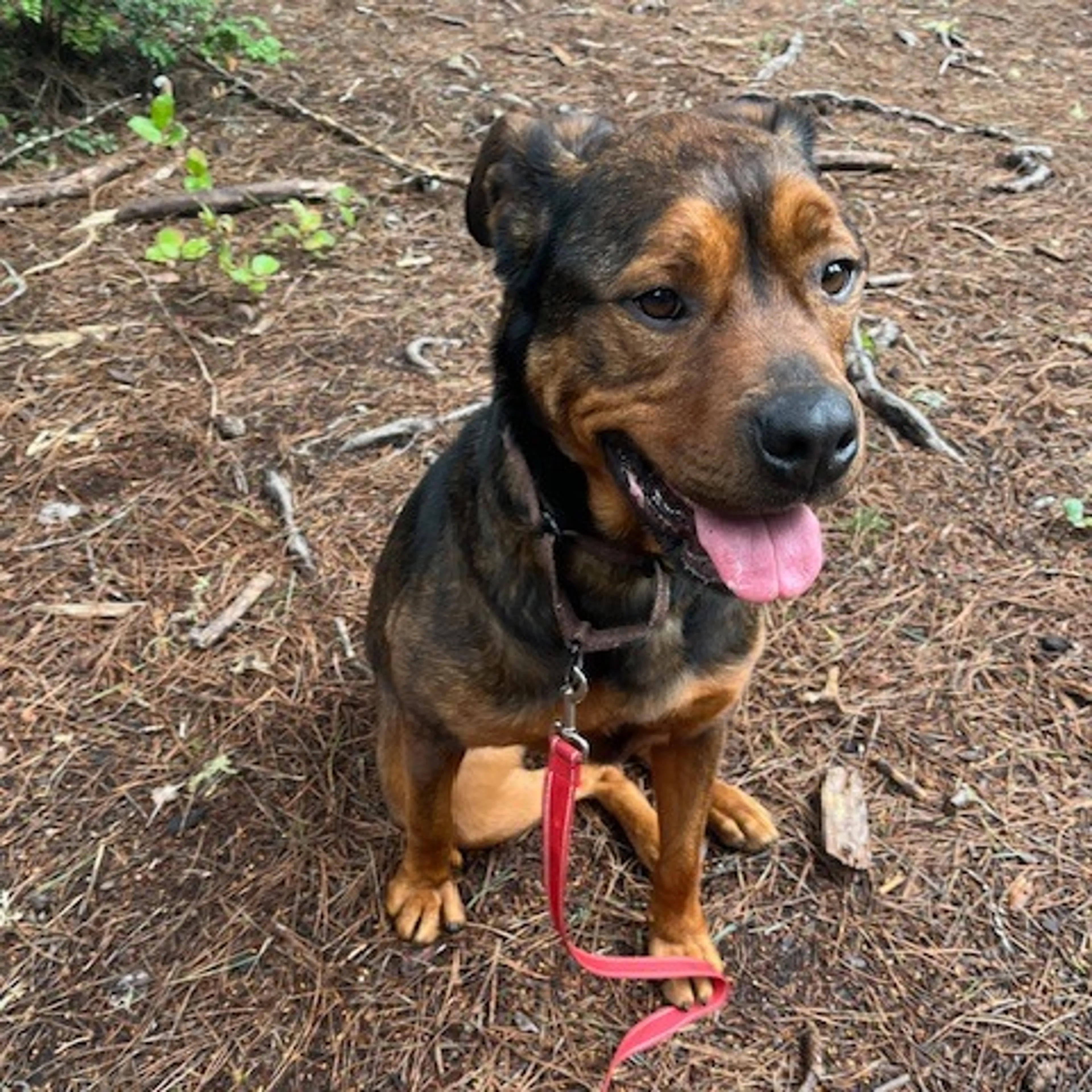 Found pet-2