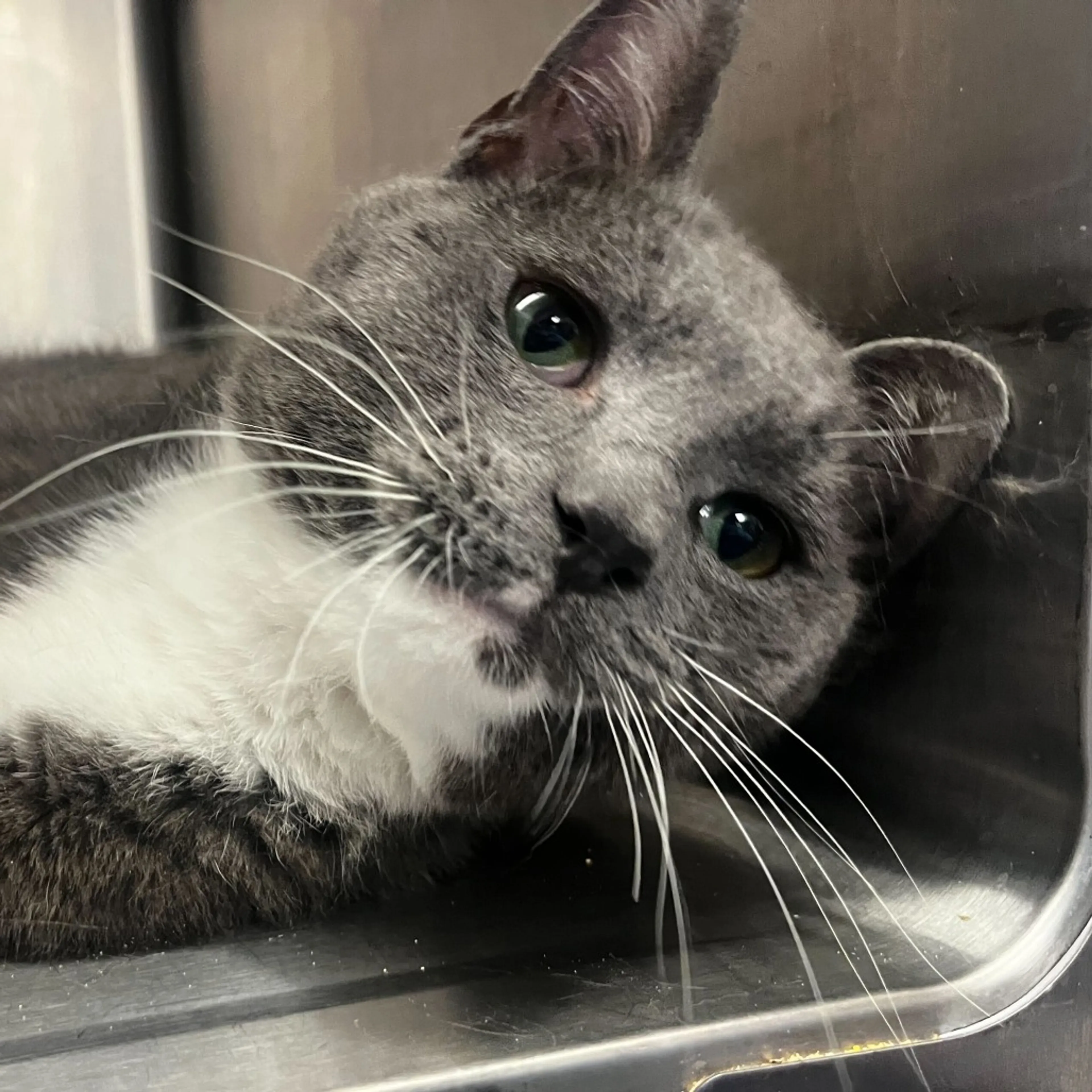 Found pet-3