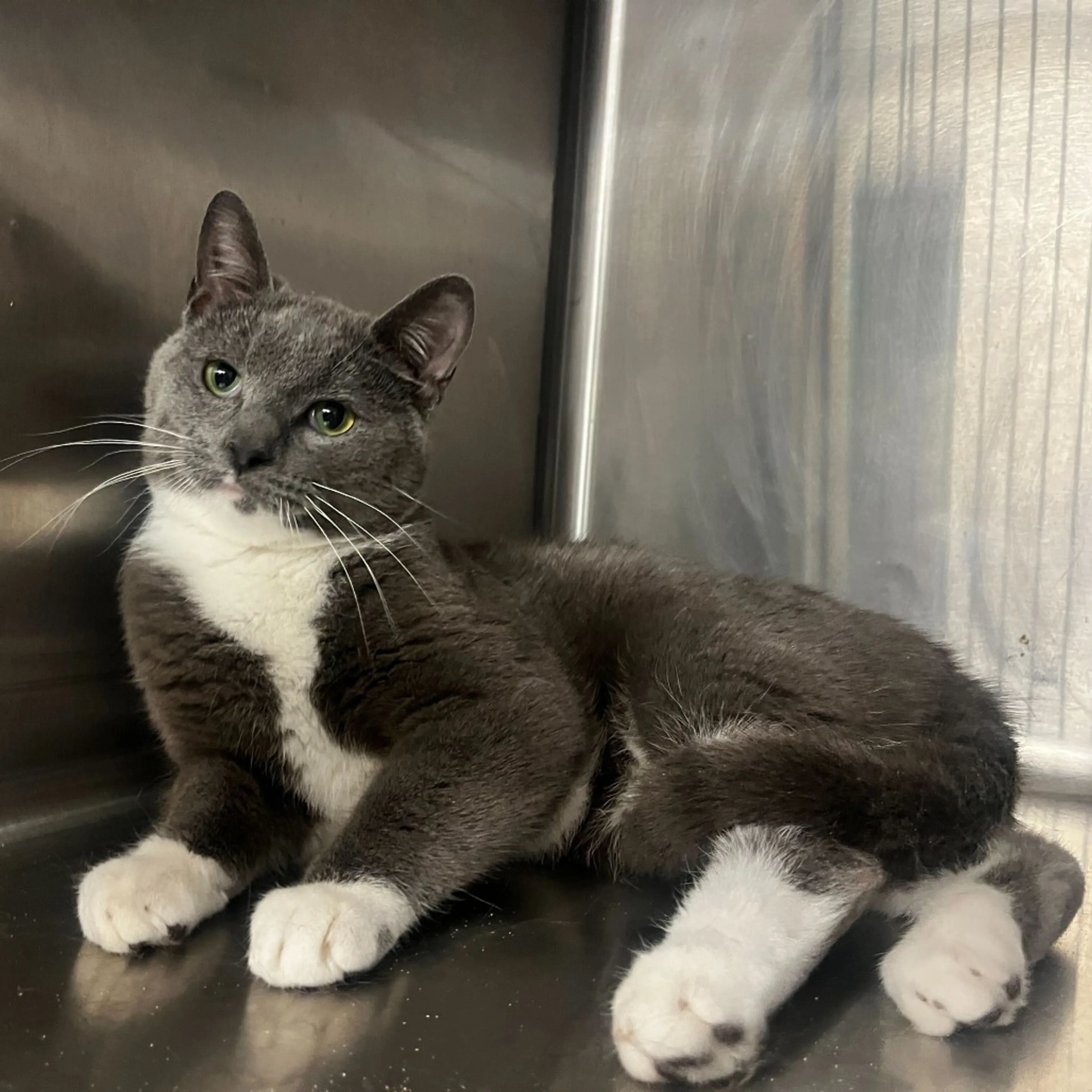 Found pet-2