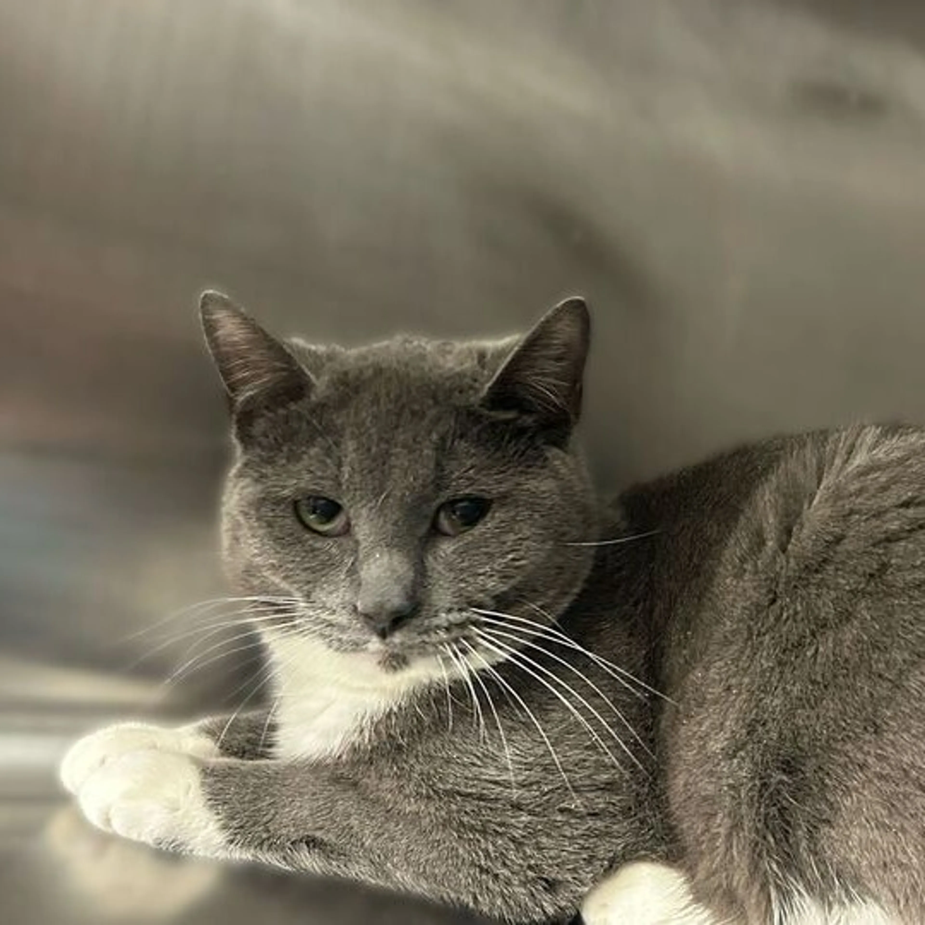 Found pet-1