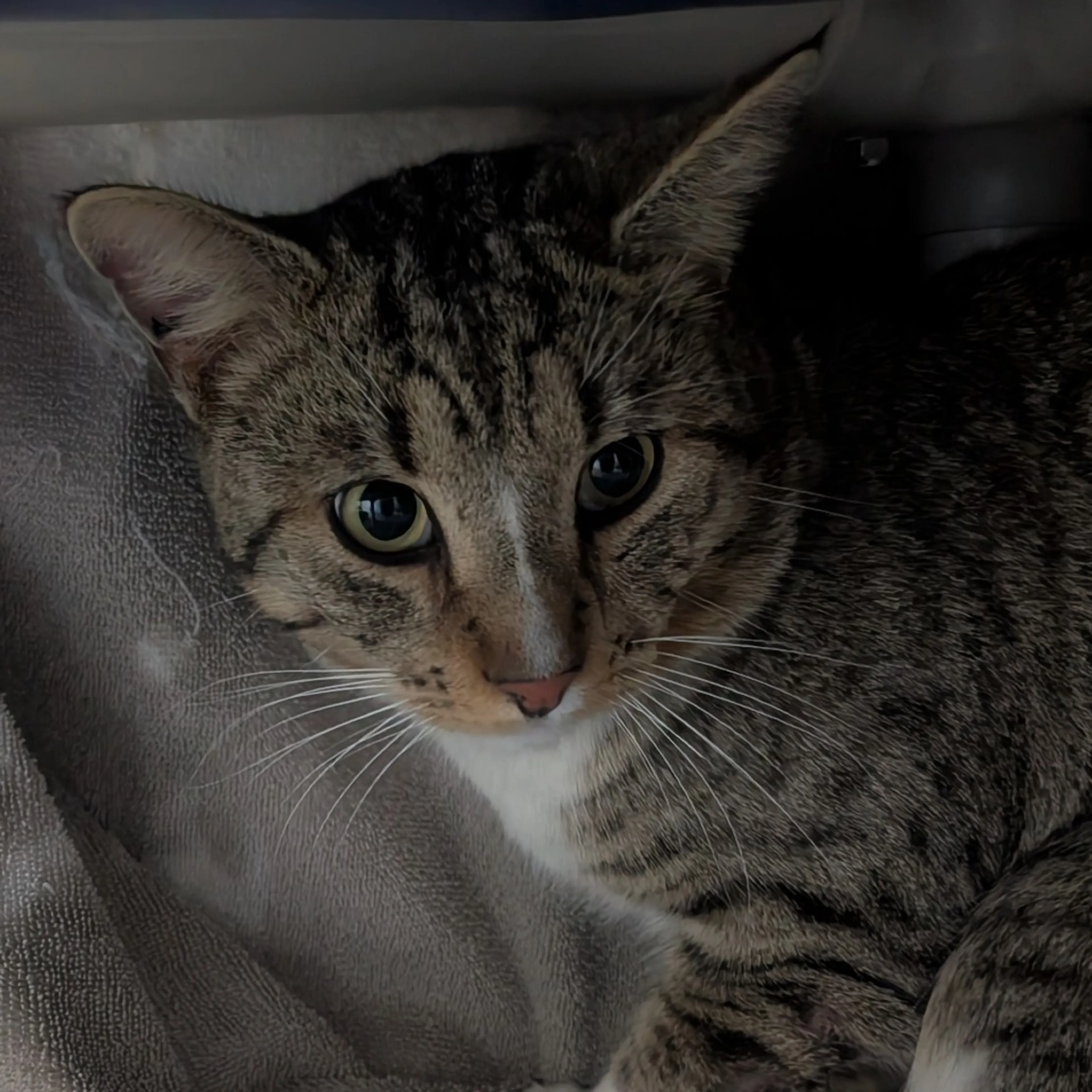 Found pet-1