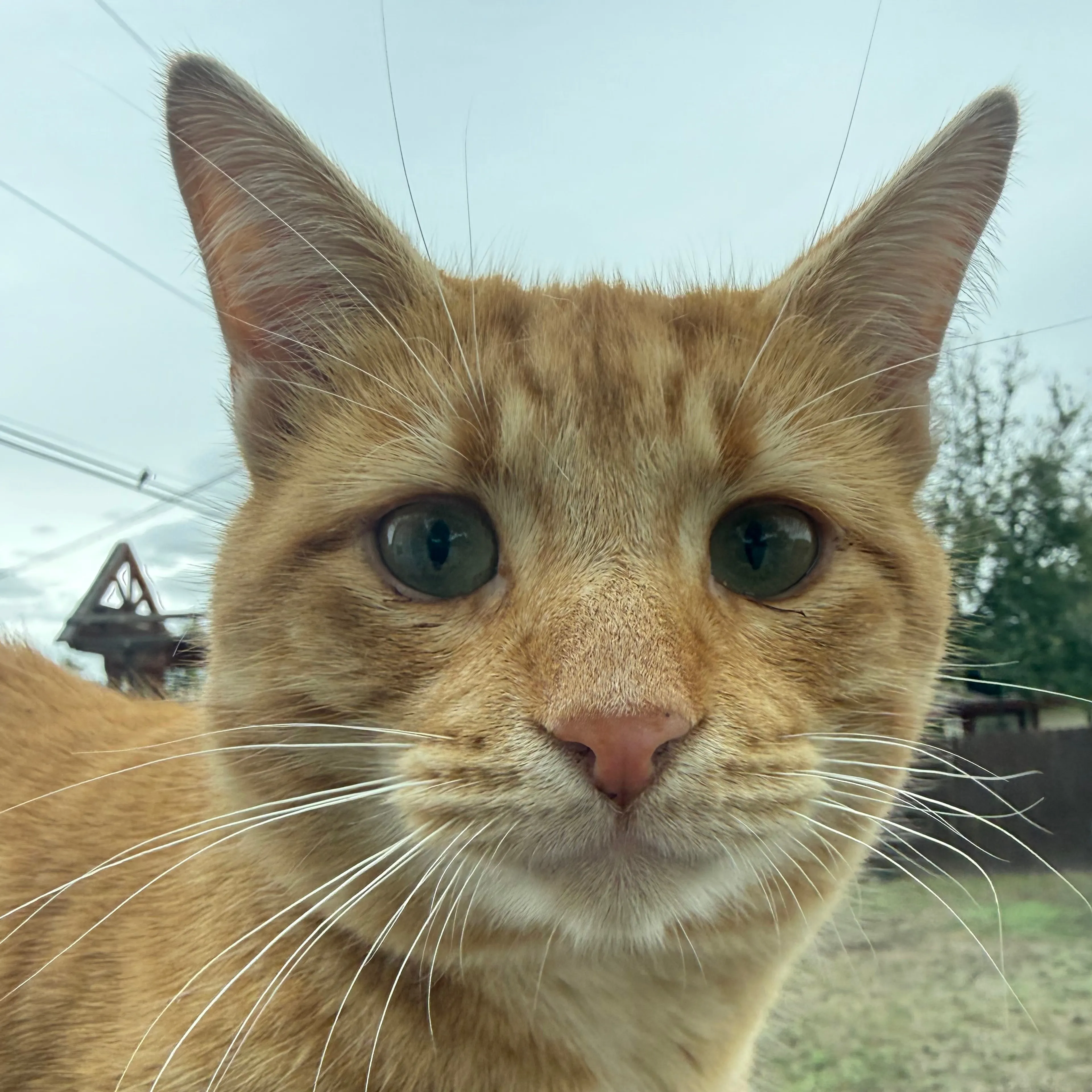 Lost pet-2