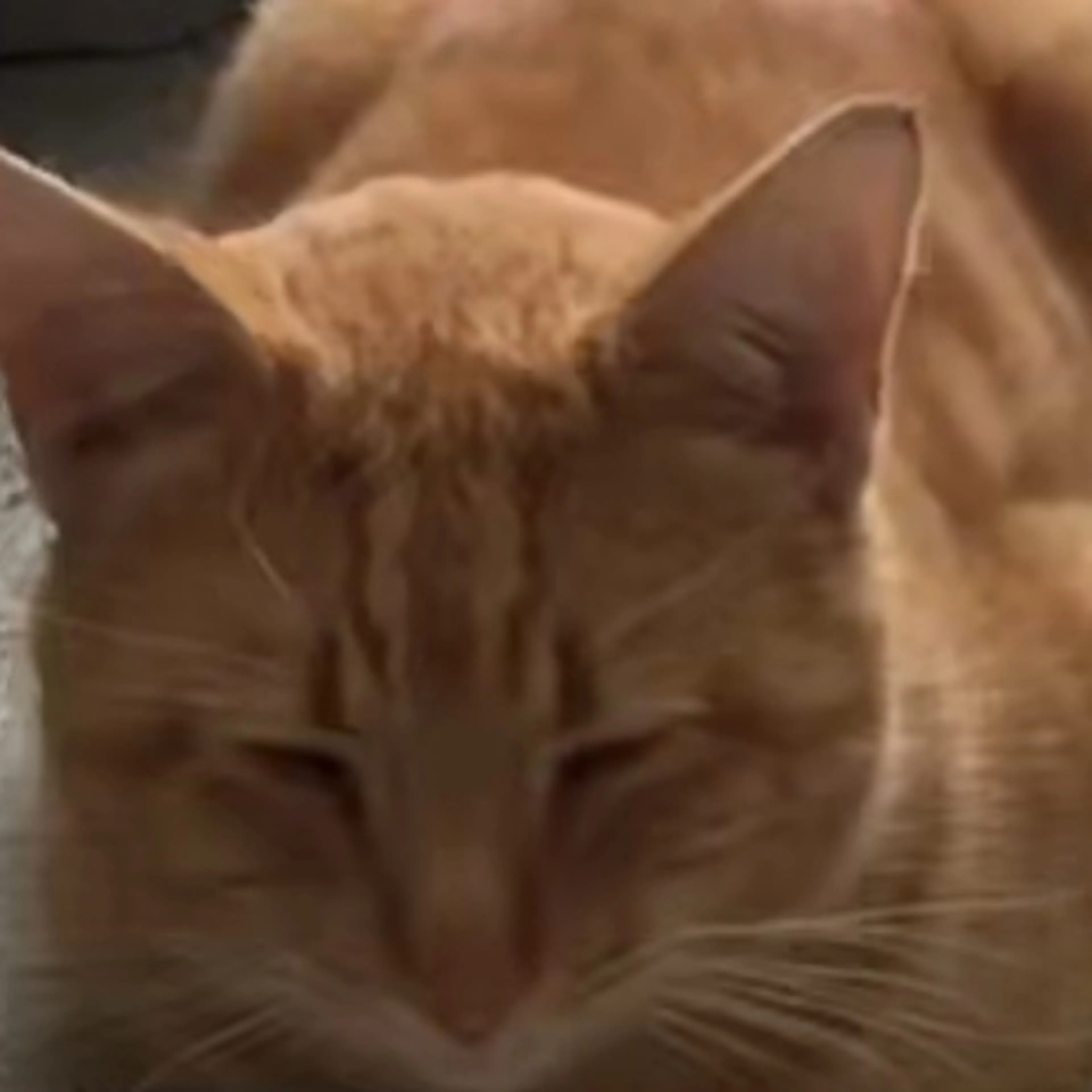 Lost pet-0
