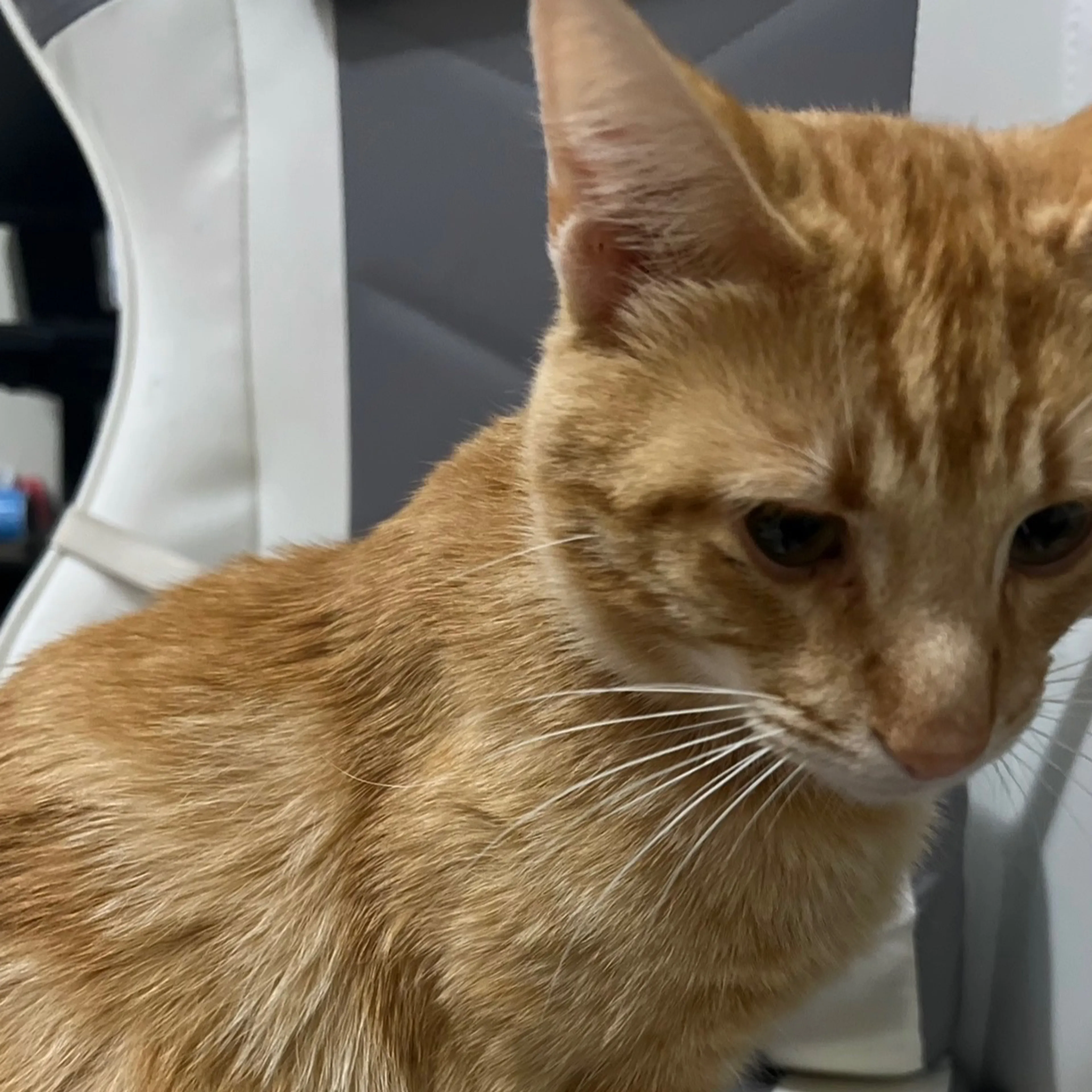 Lost pet-3