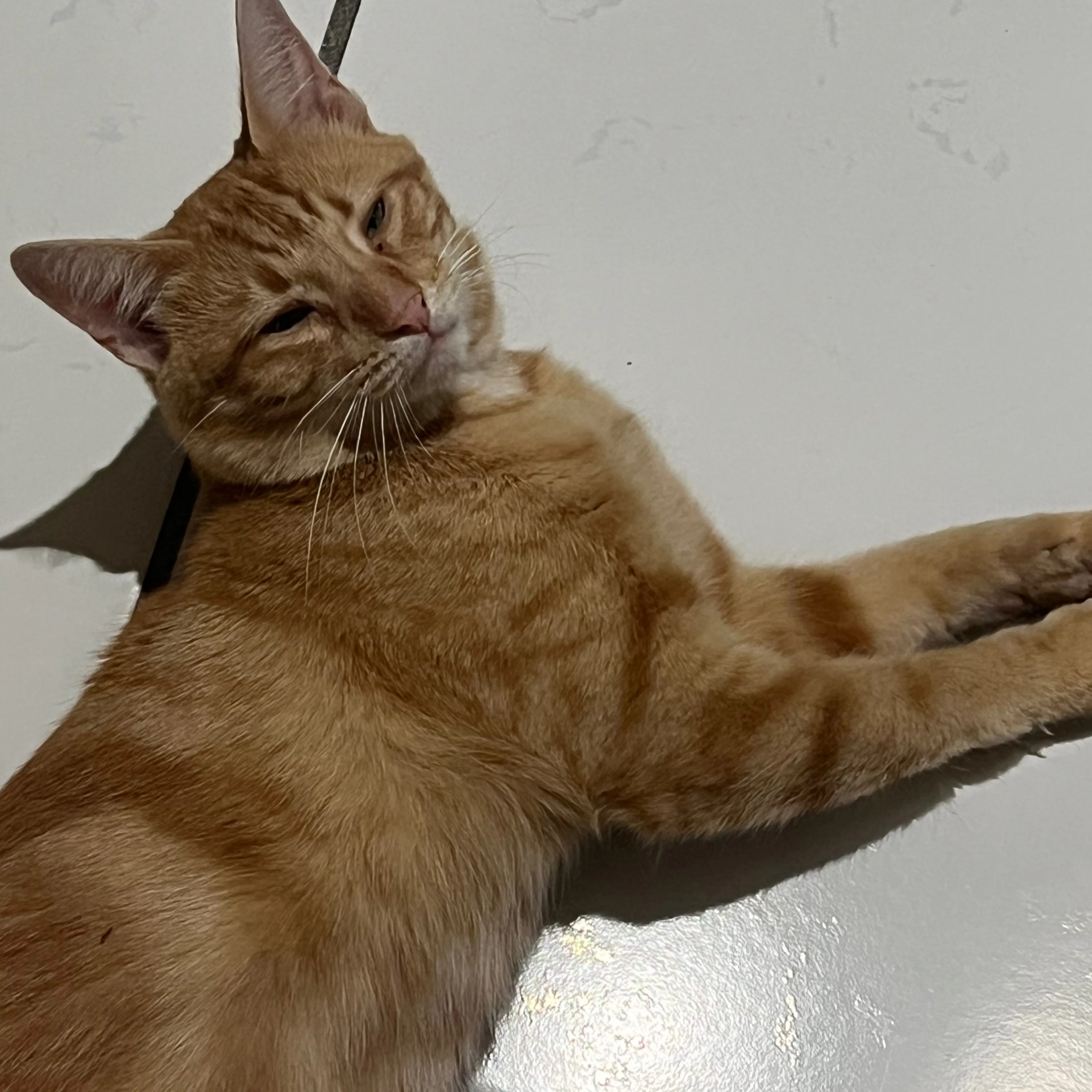 Lost pet-1