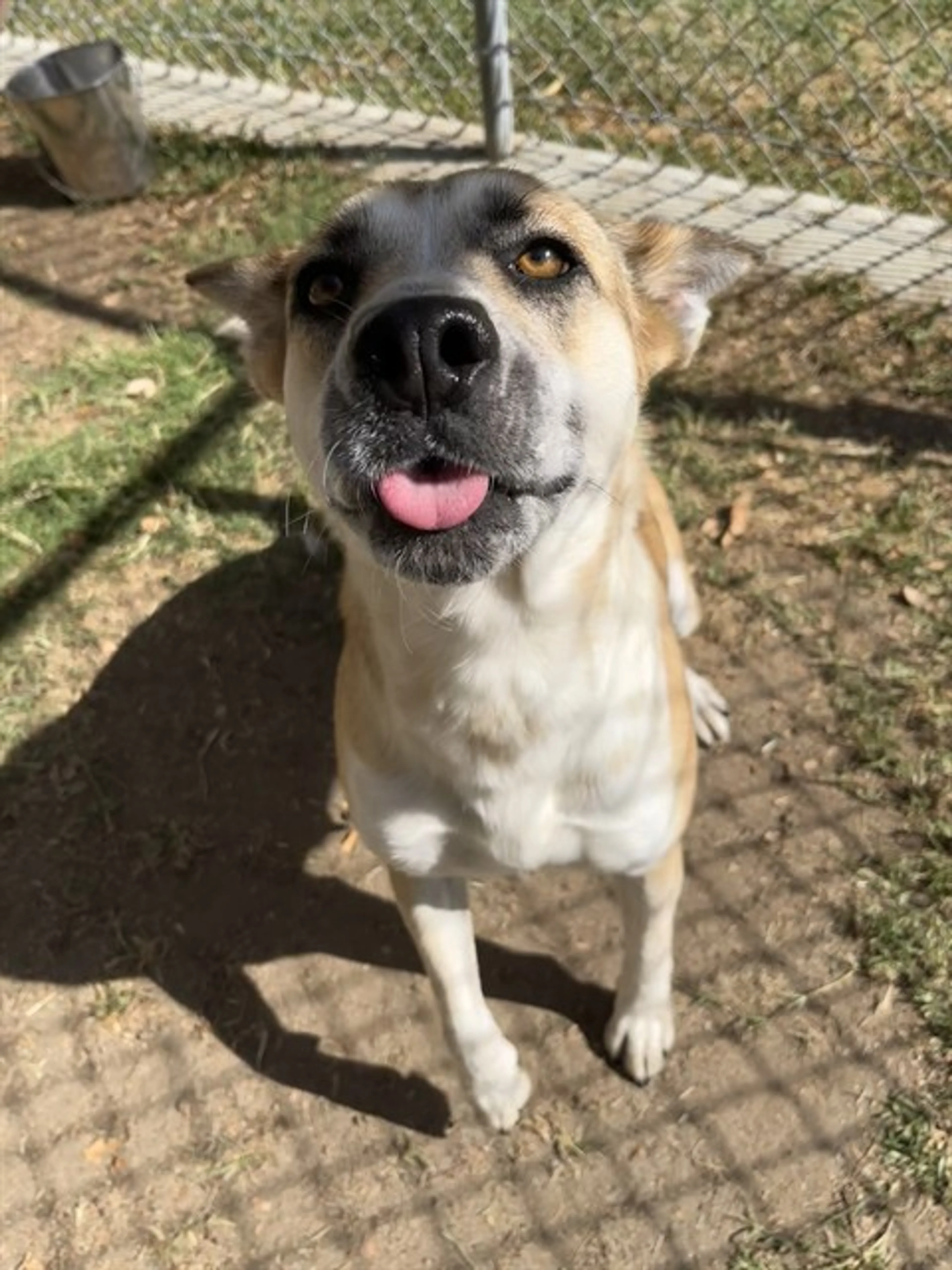 Found pet