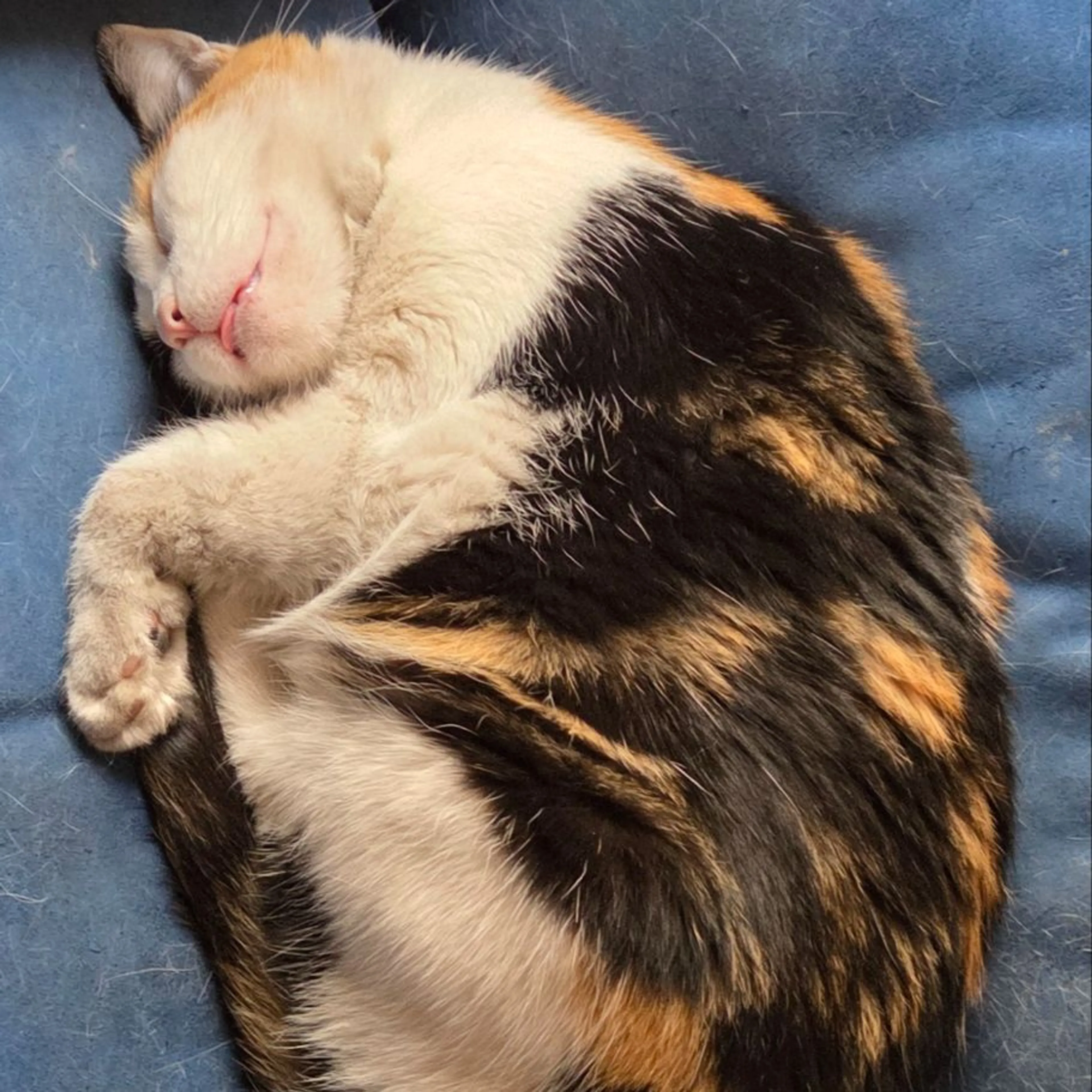 Lost pet