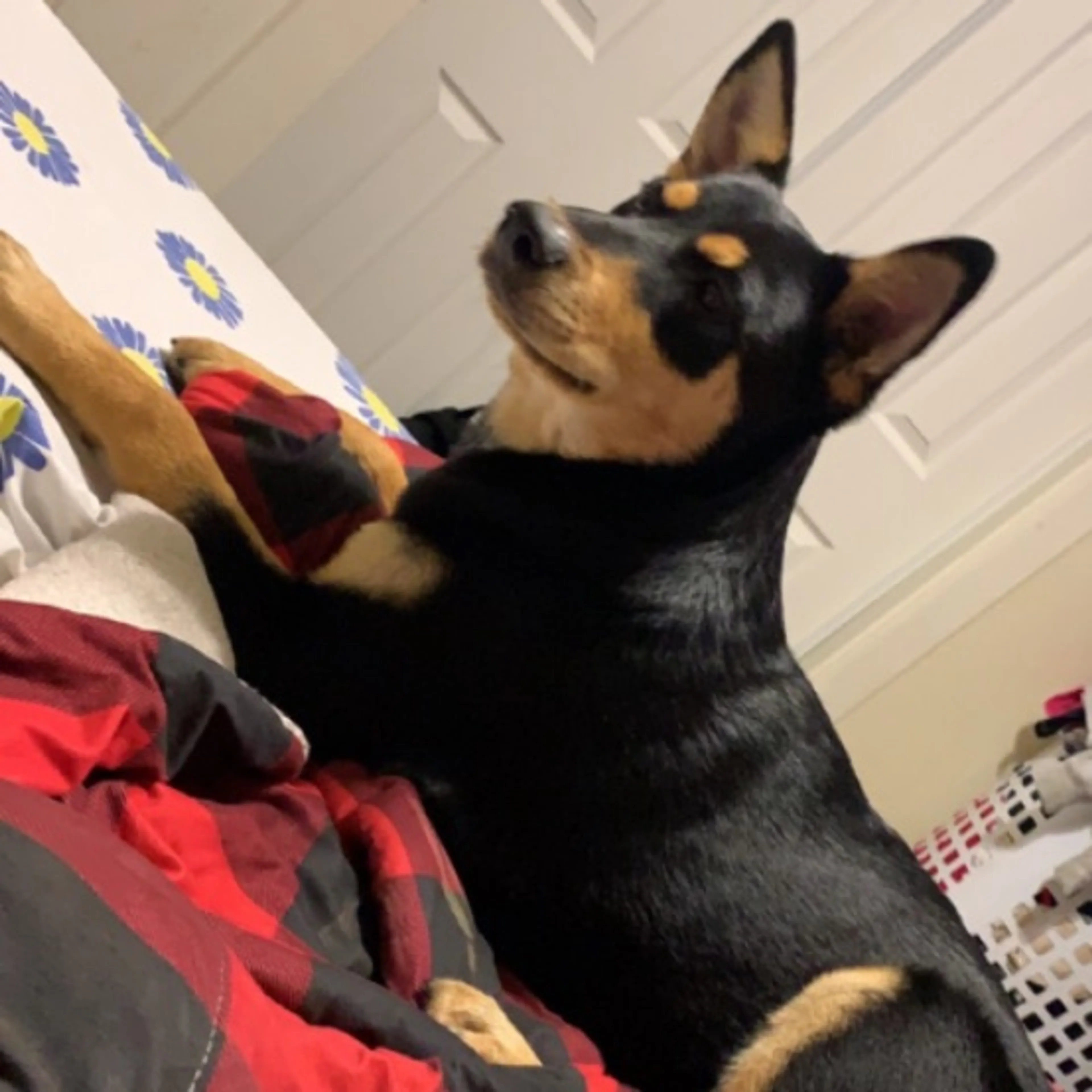 Lost pet