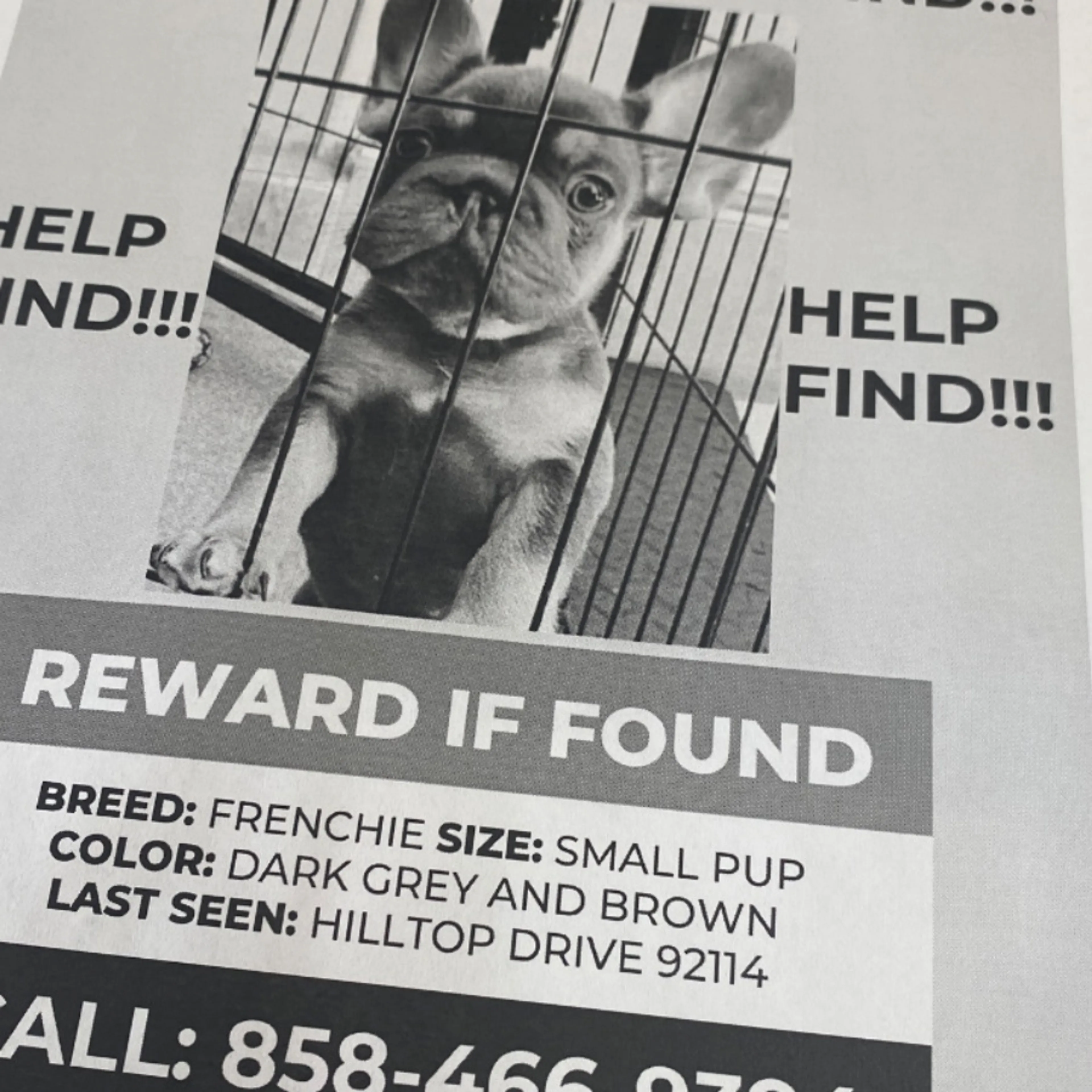 Lost pet