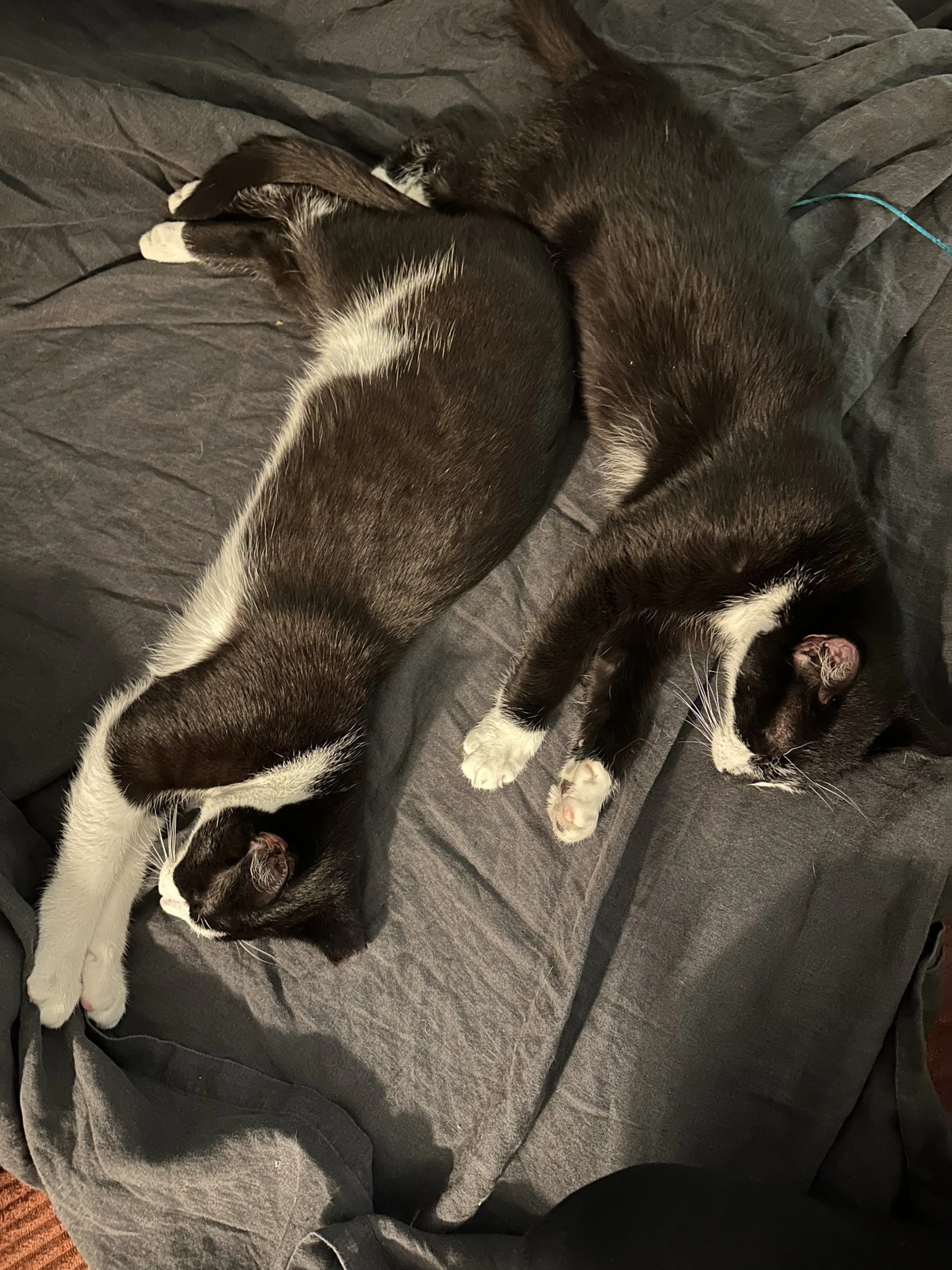 Found pet-3