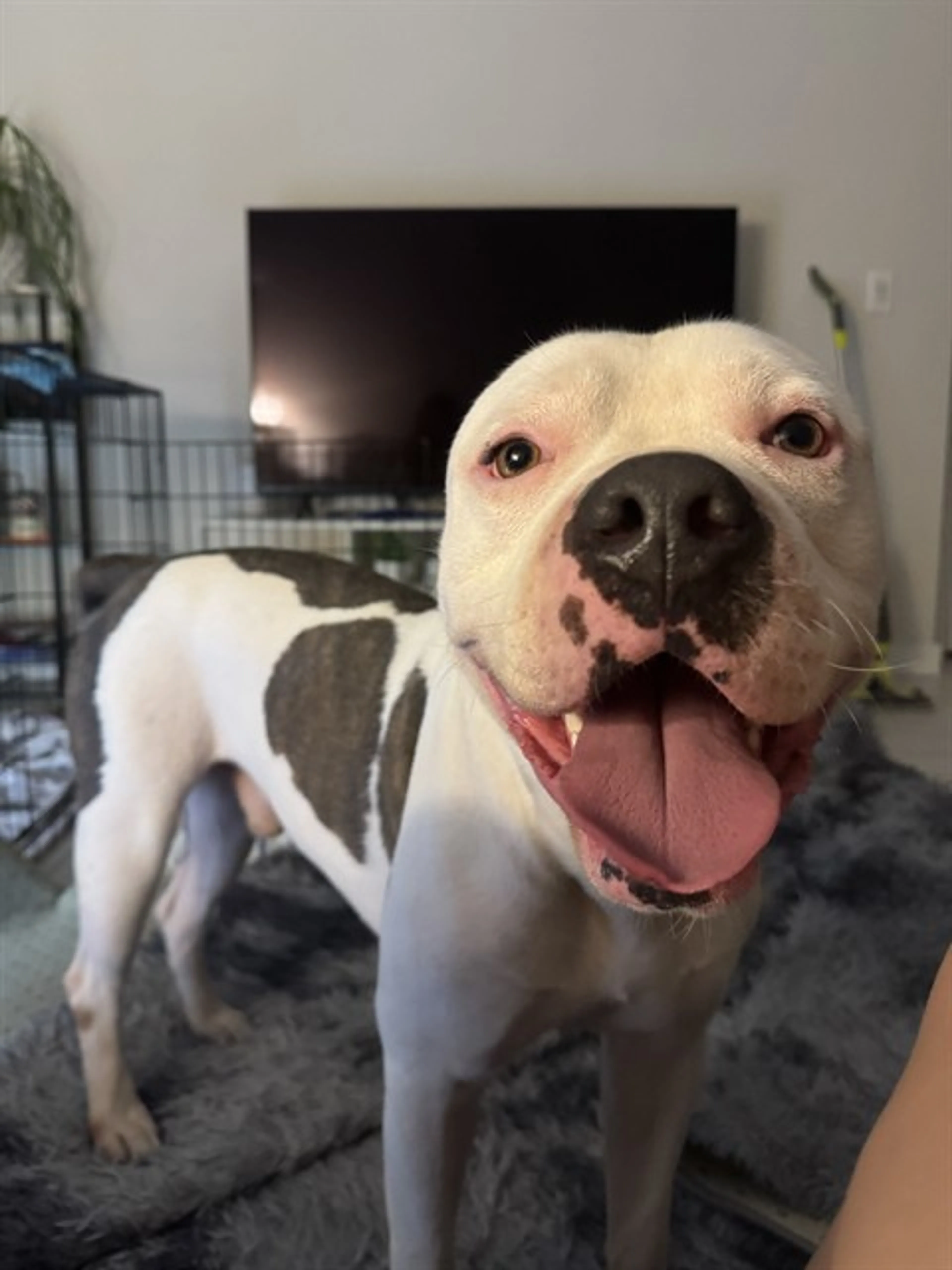 Found pet