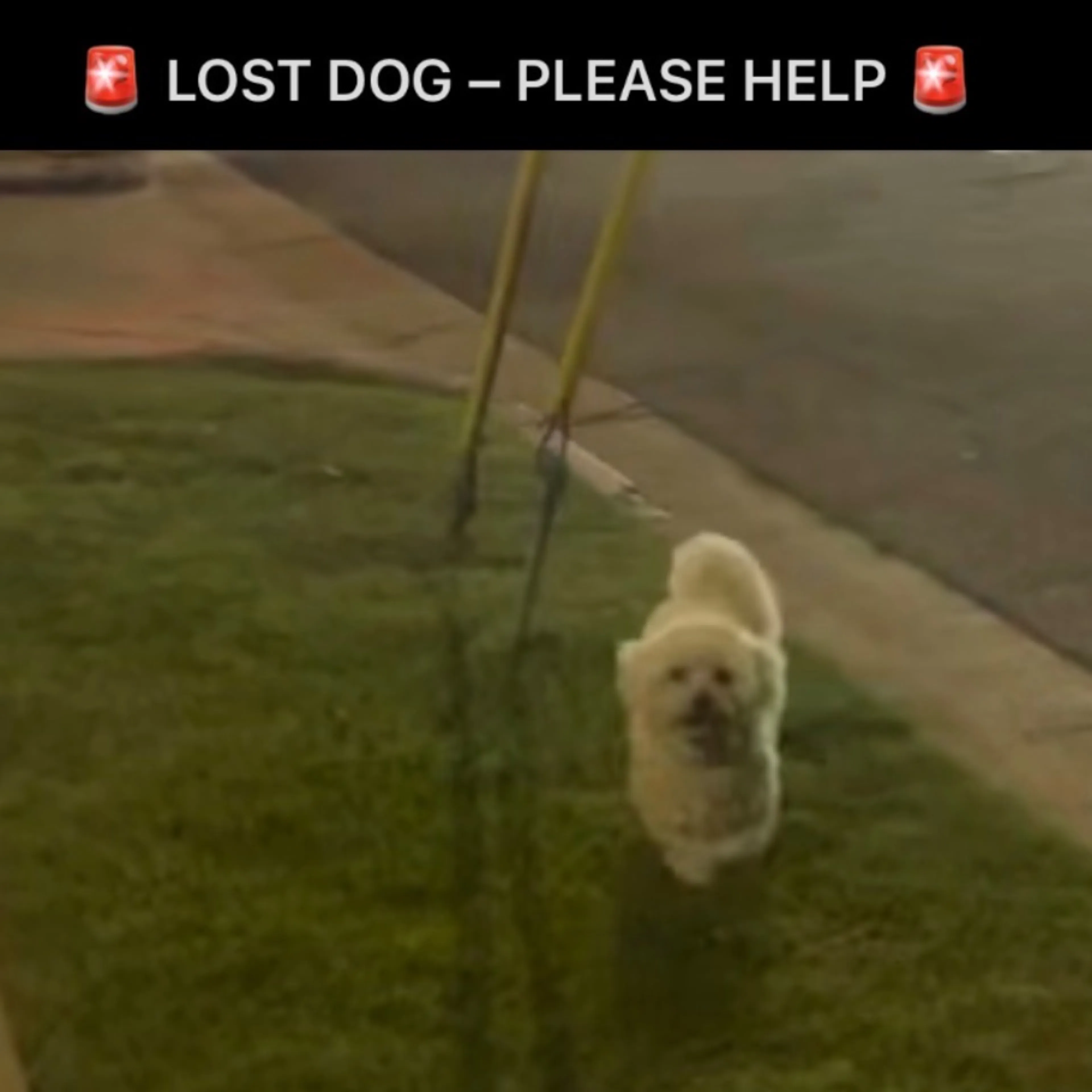 Lost pet-0