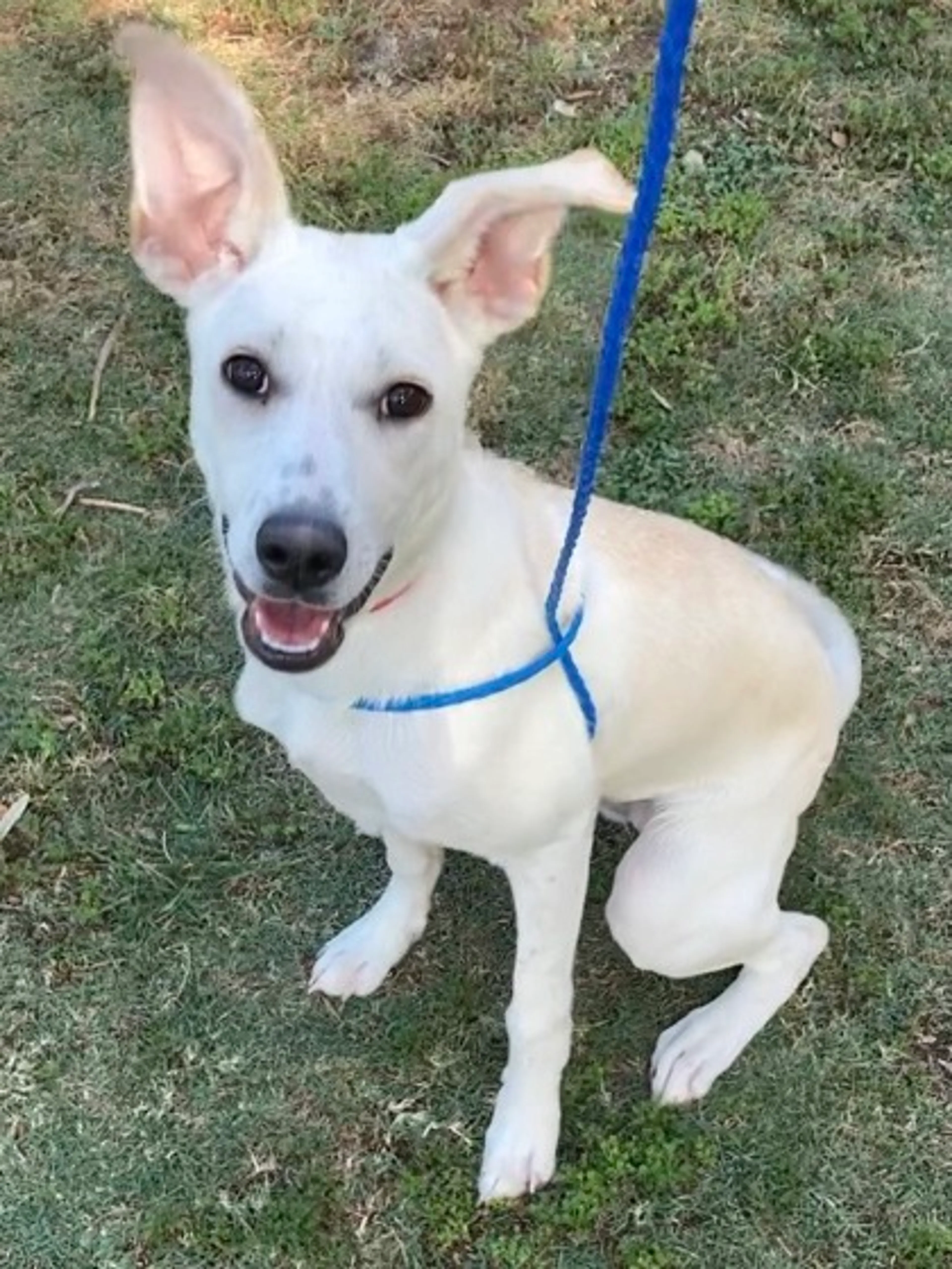 Found pet-1