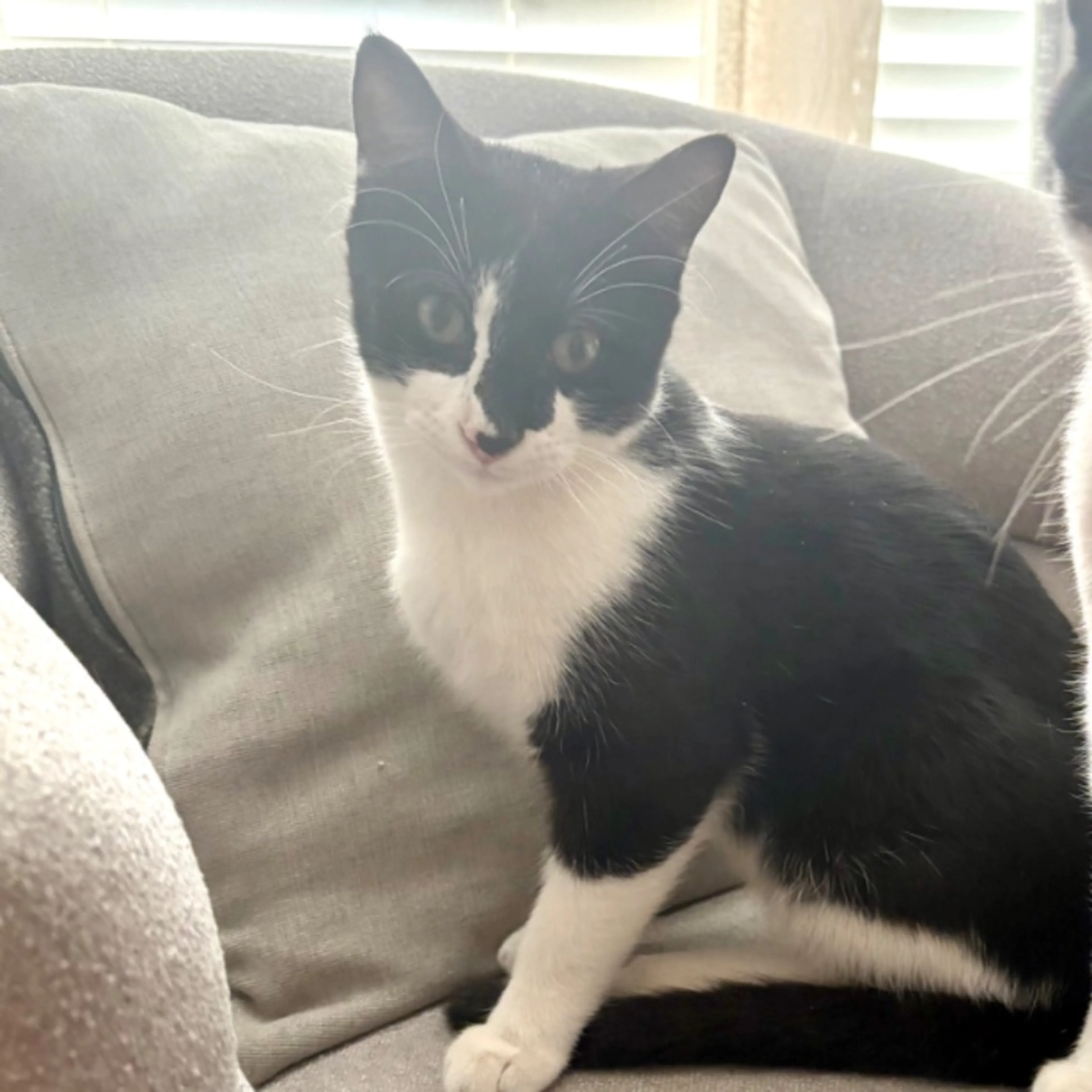 Lost pet