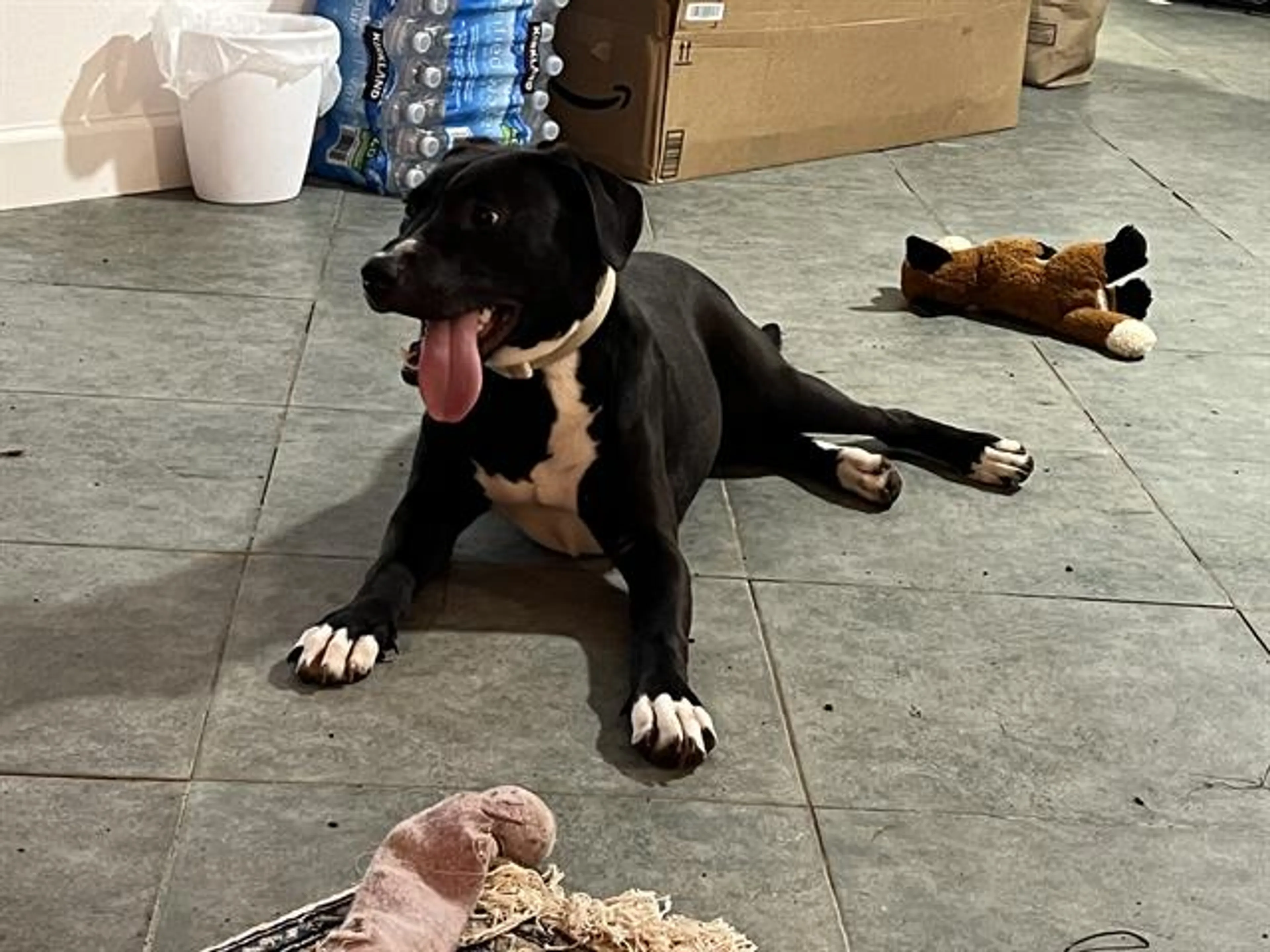Found pet