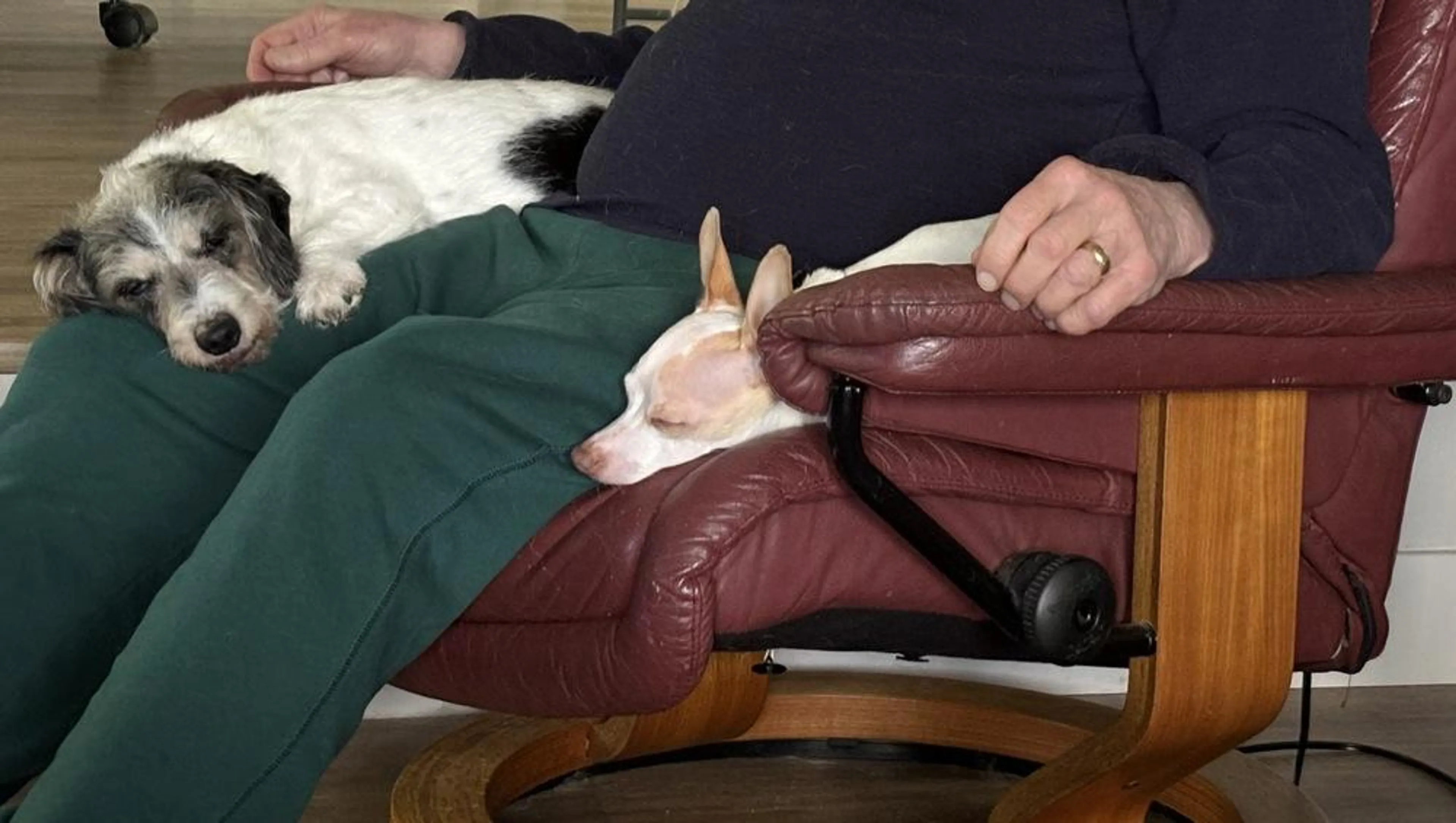 Found pet-0