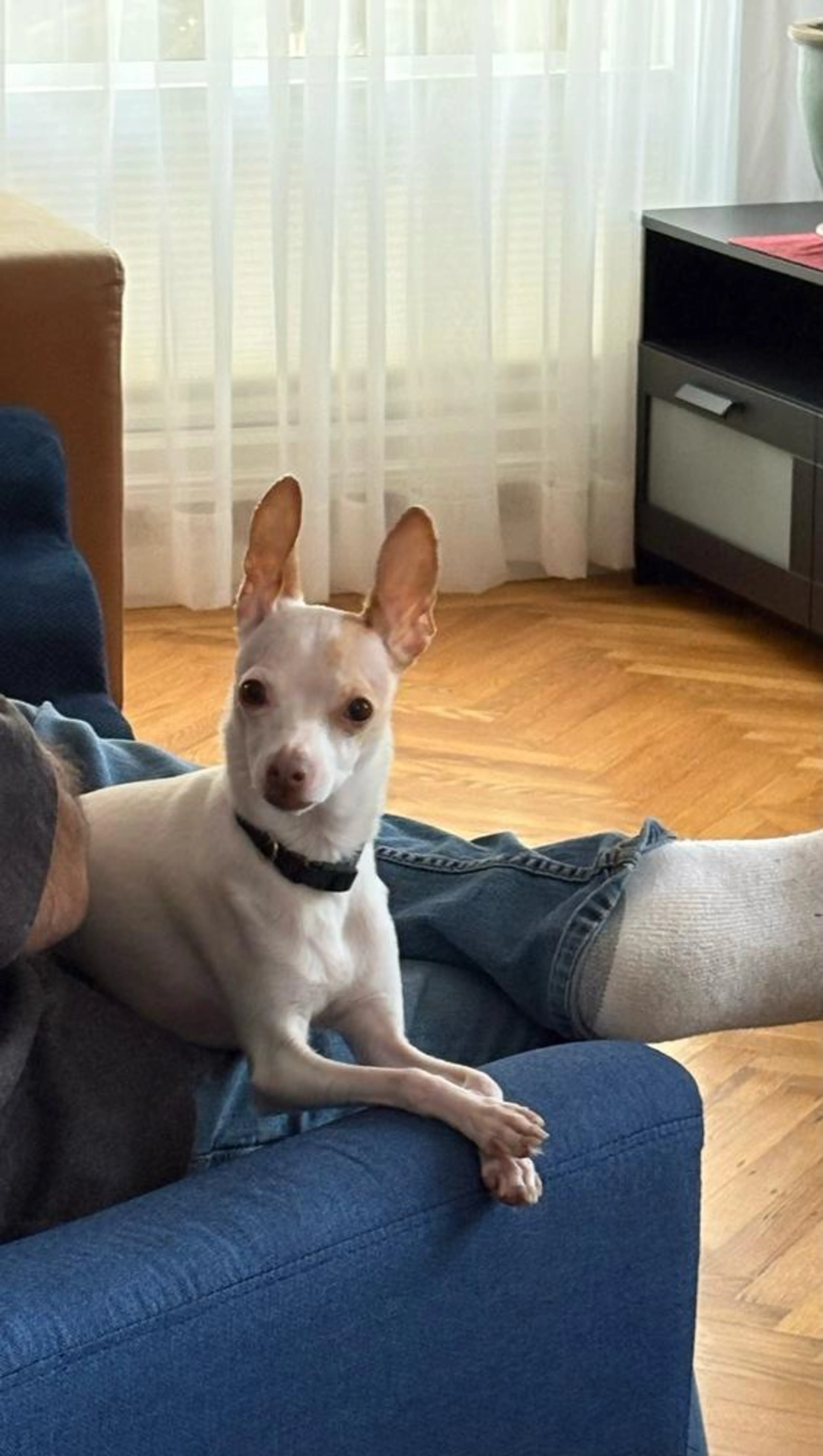 Found pet-1