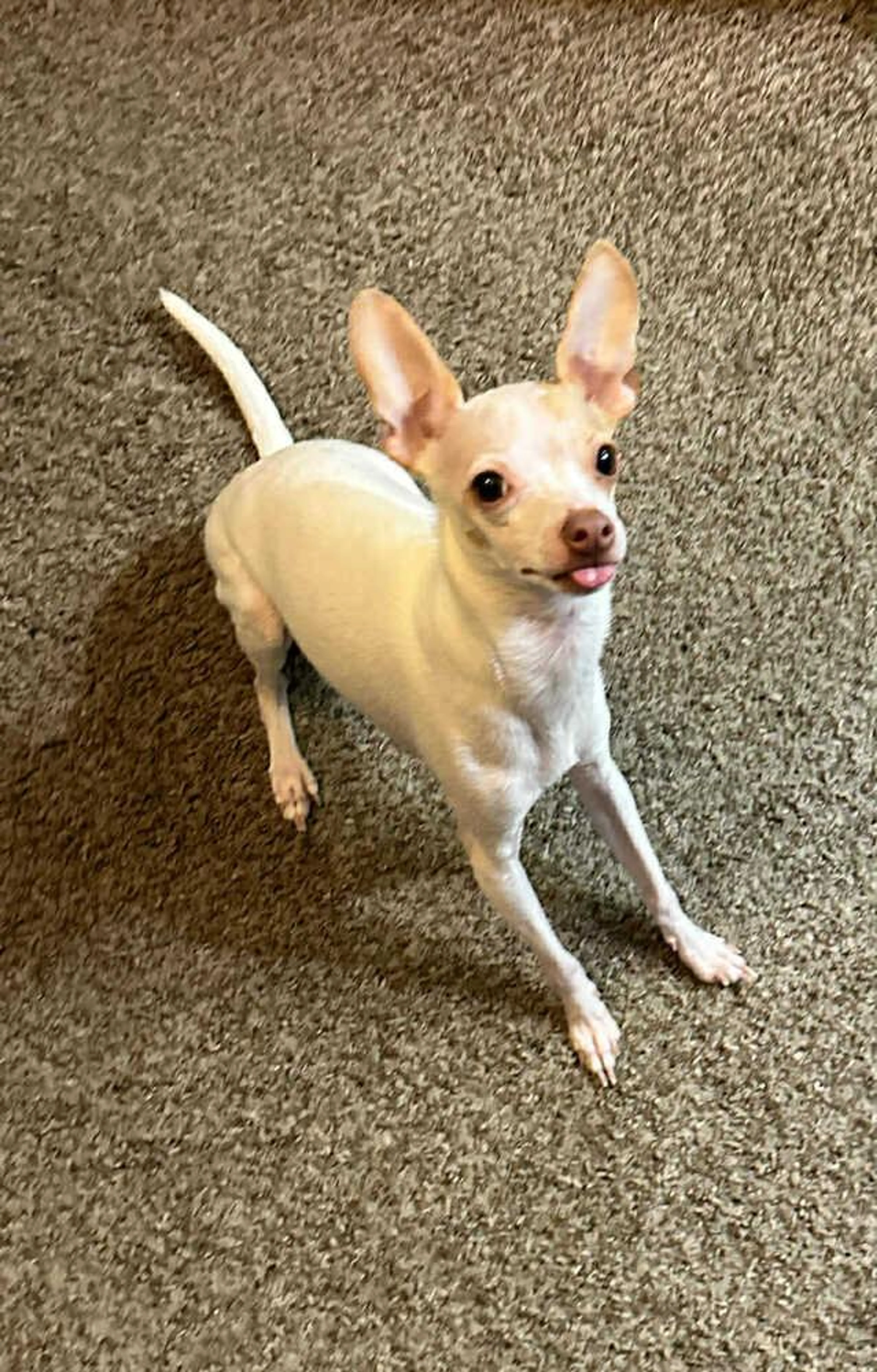 Found pet-2