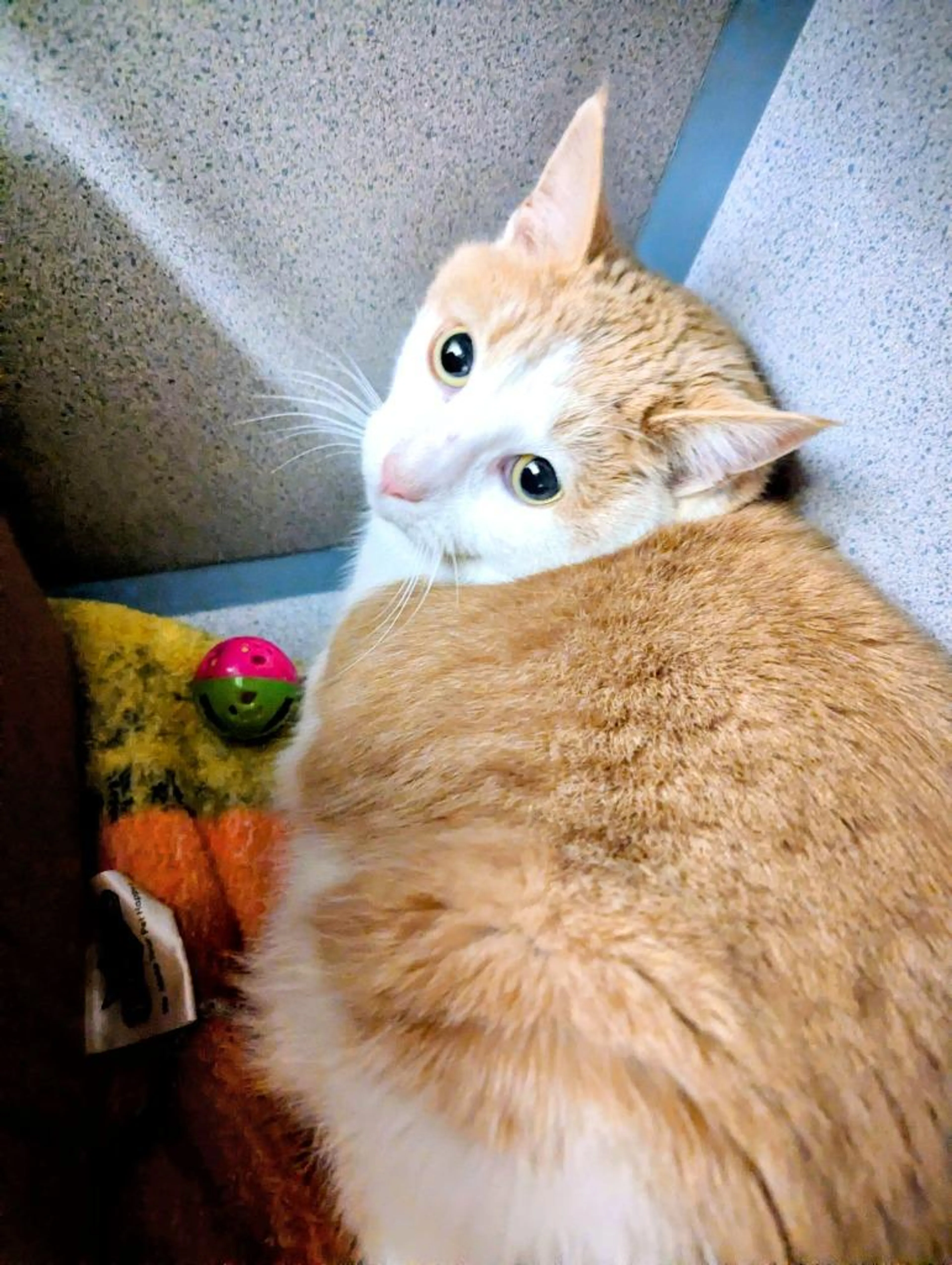 Found pet-0