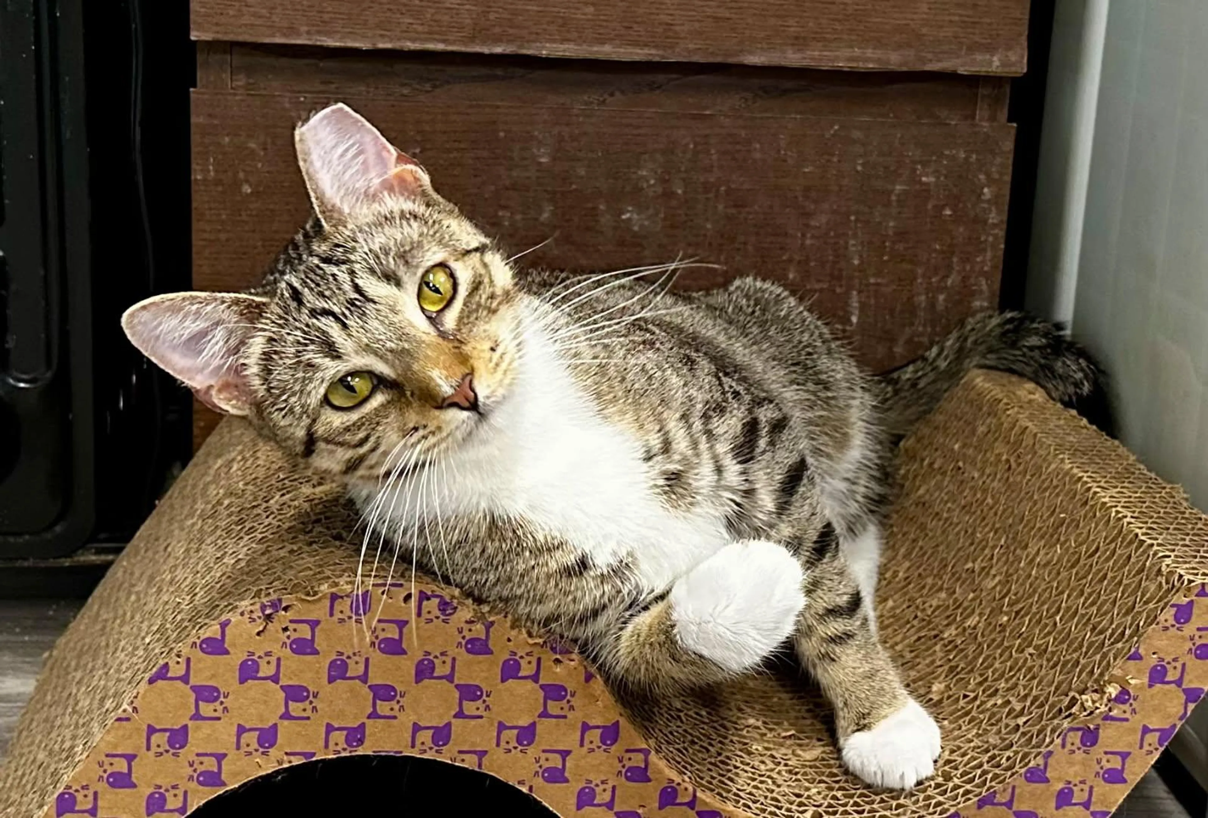 Found pet-1