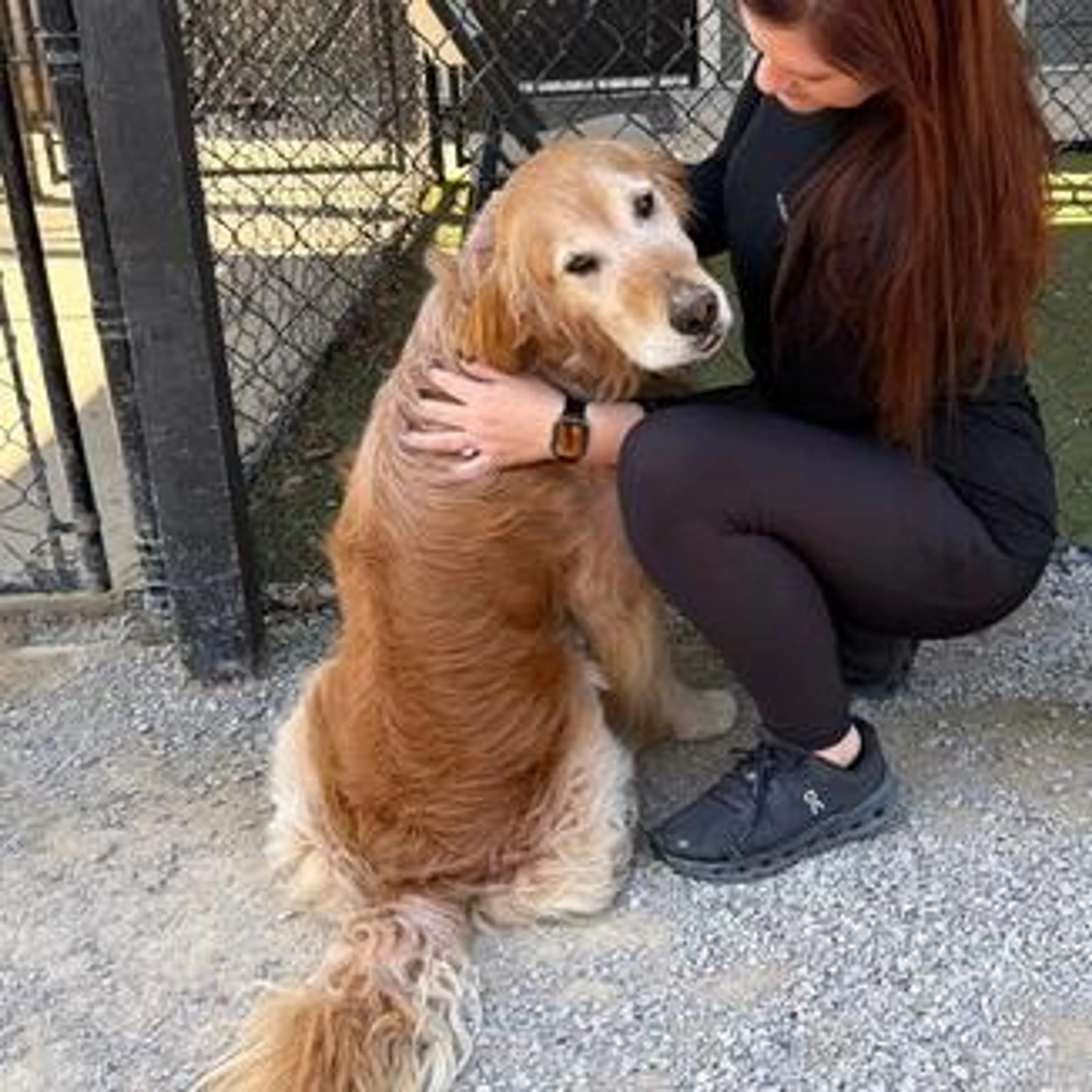 Found pet-3