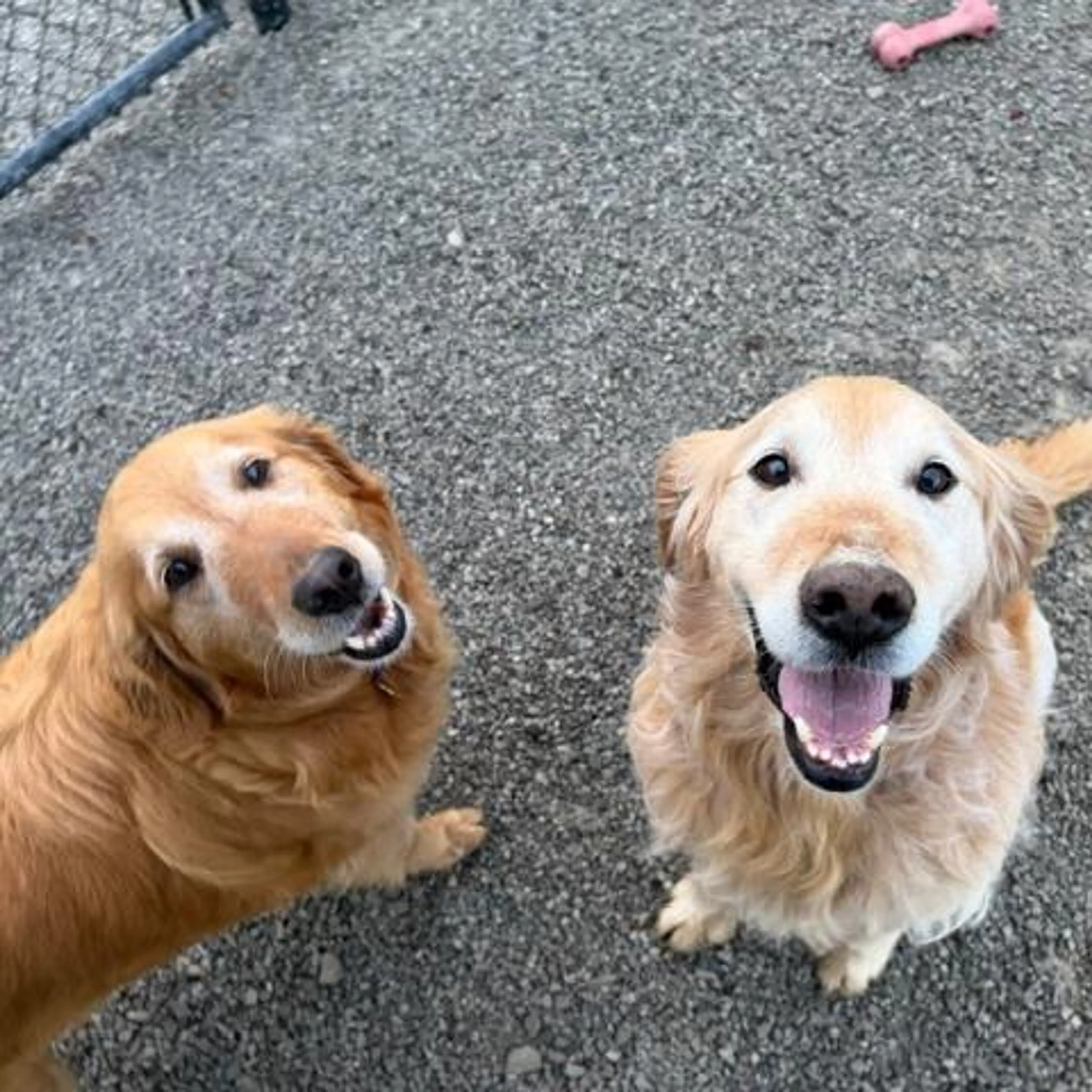 Found pet-2