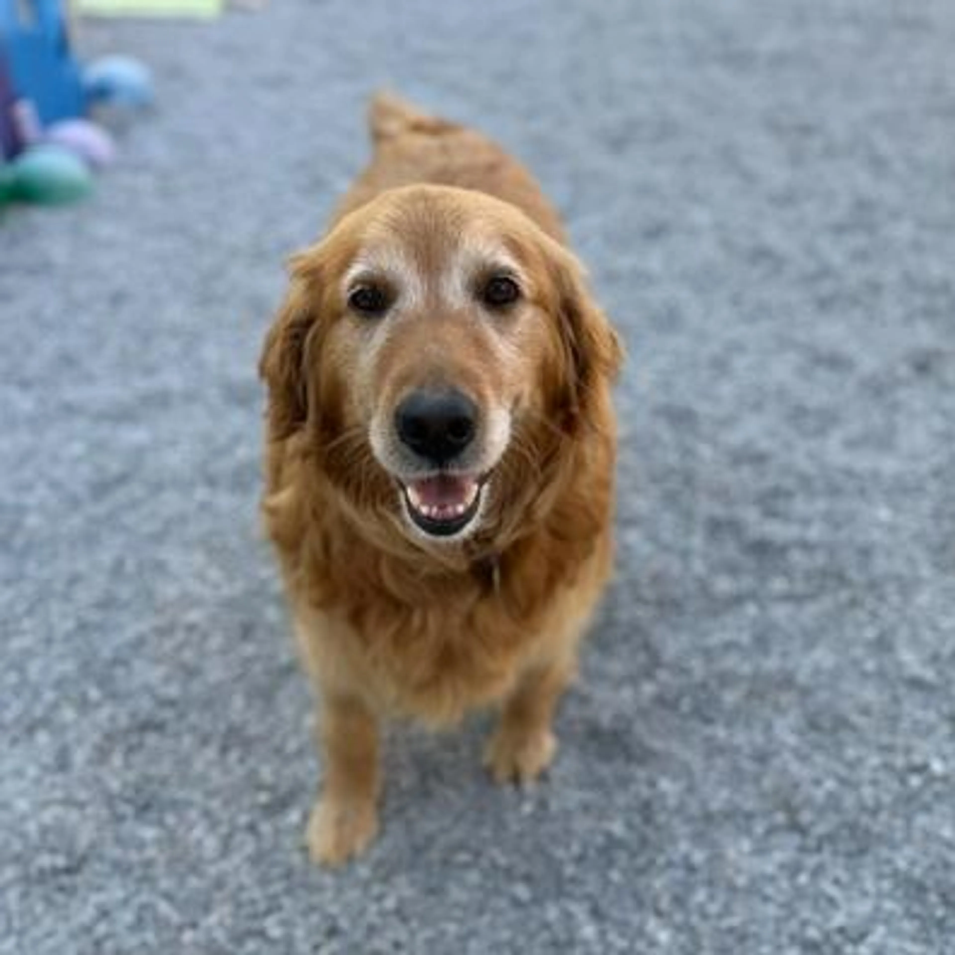 Found pet-0