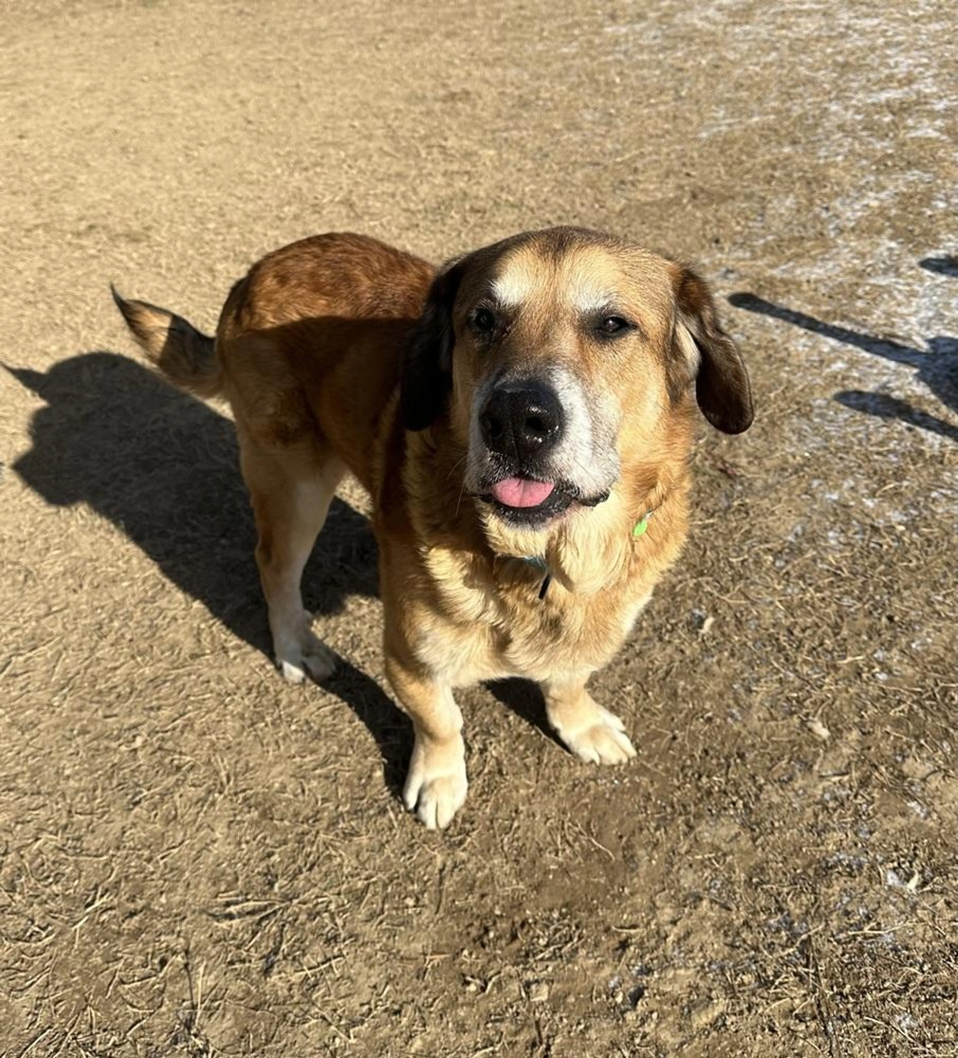 Found pet-3