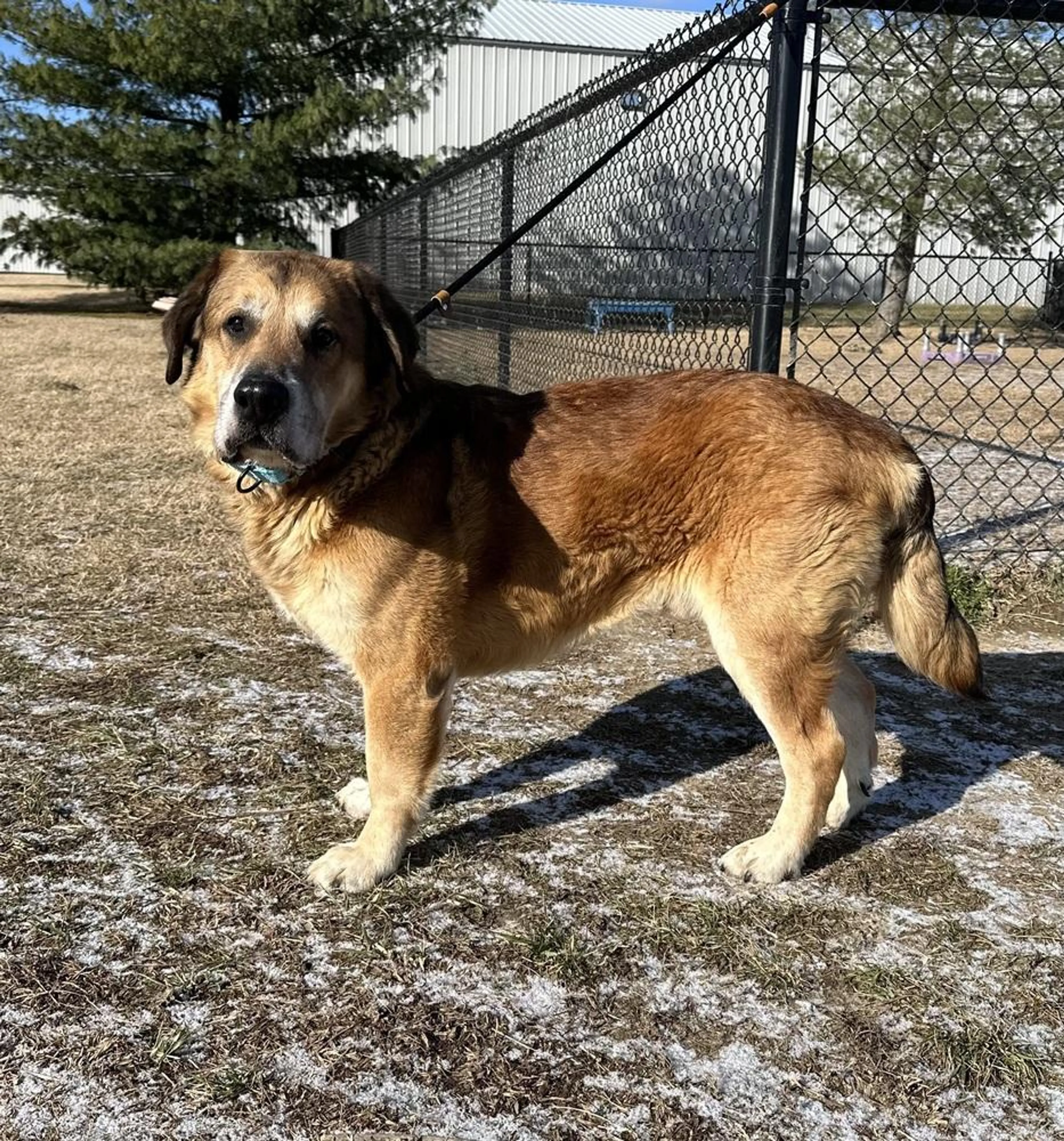 Found pet-2
