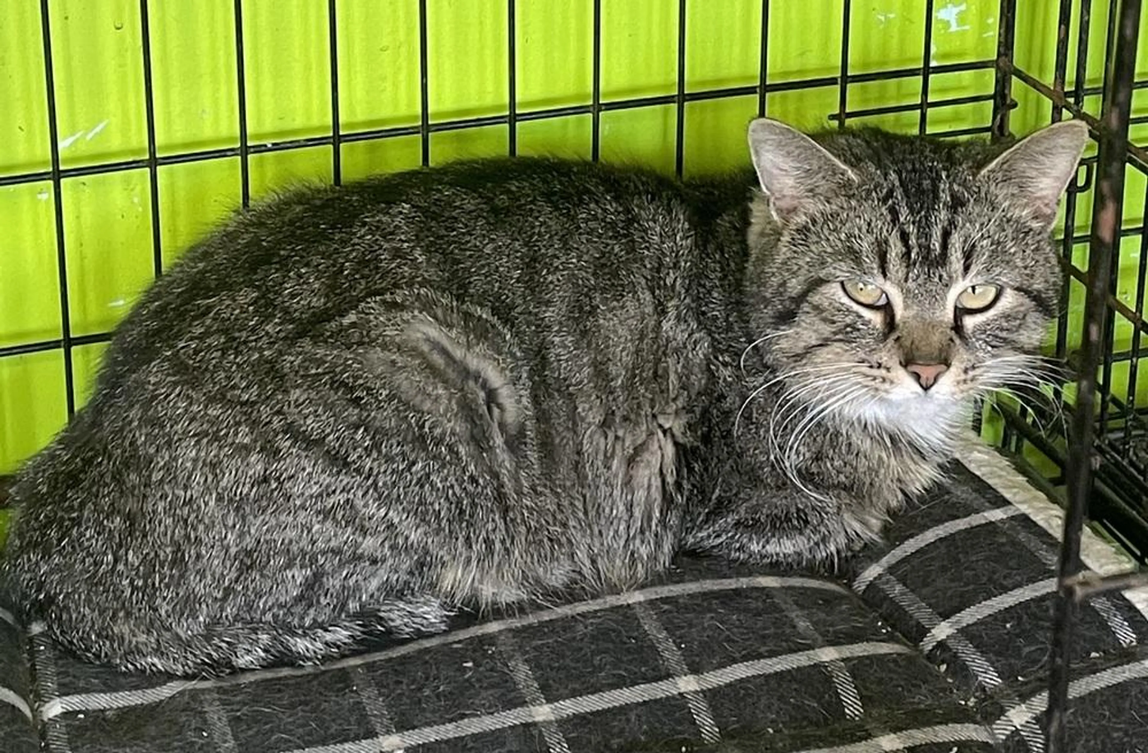 Found pet-2