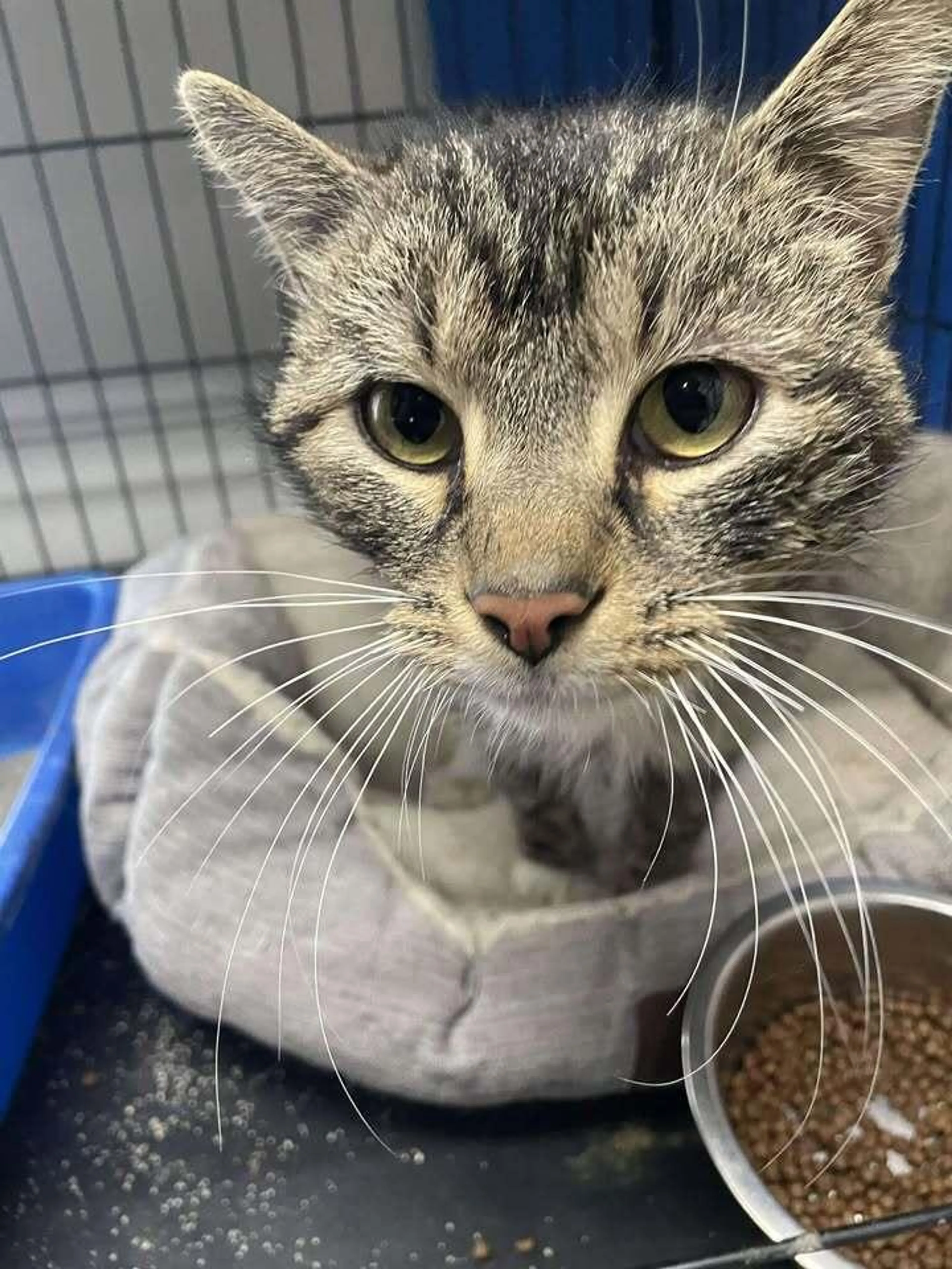 Found pet-0