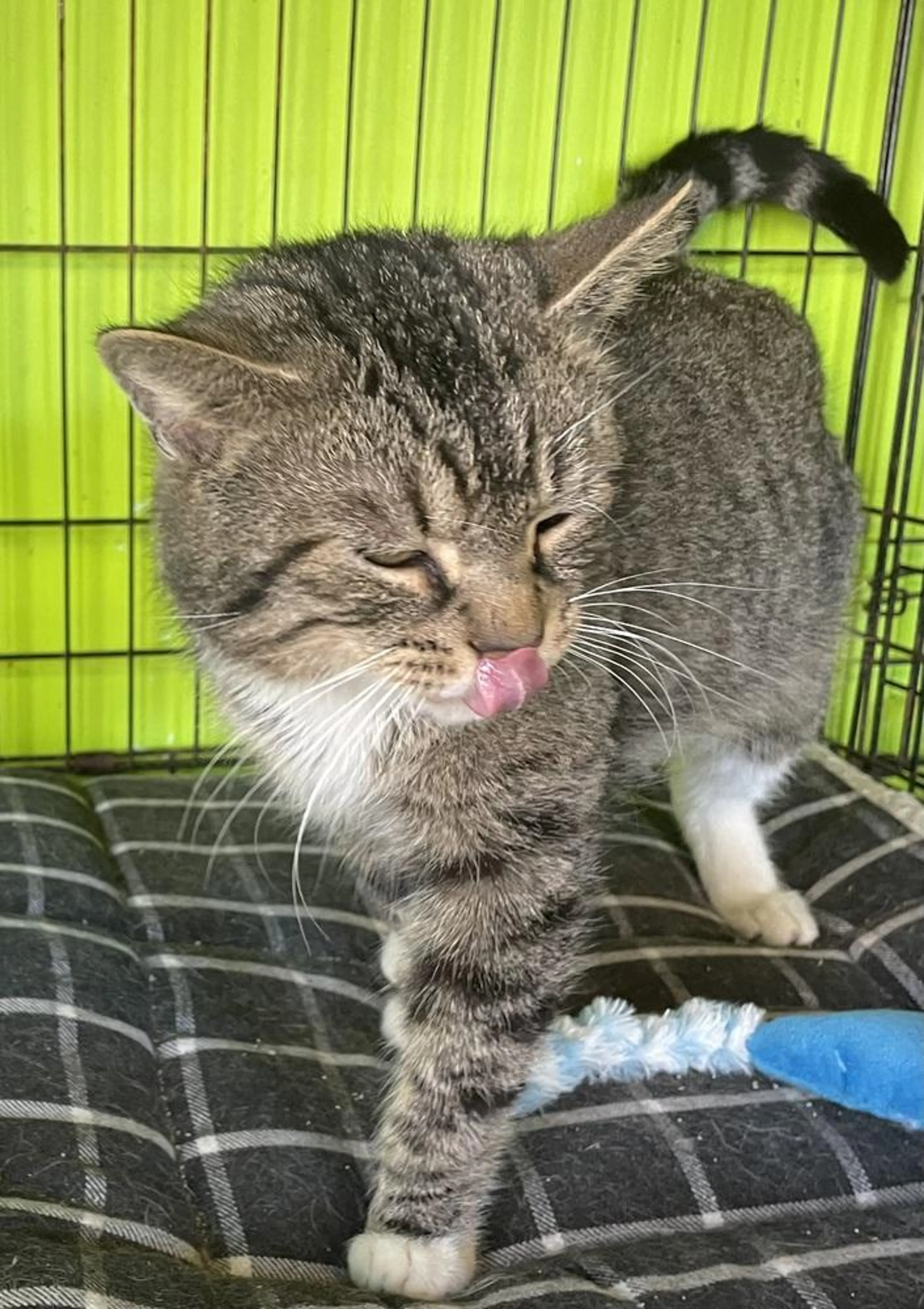 Found pet-3