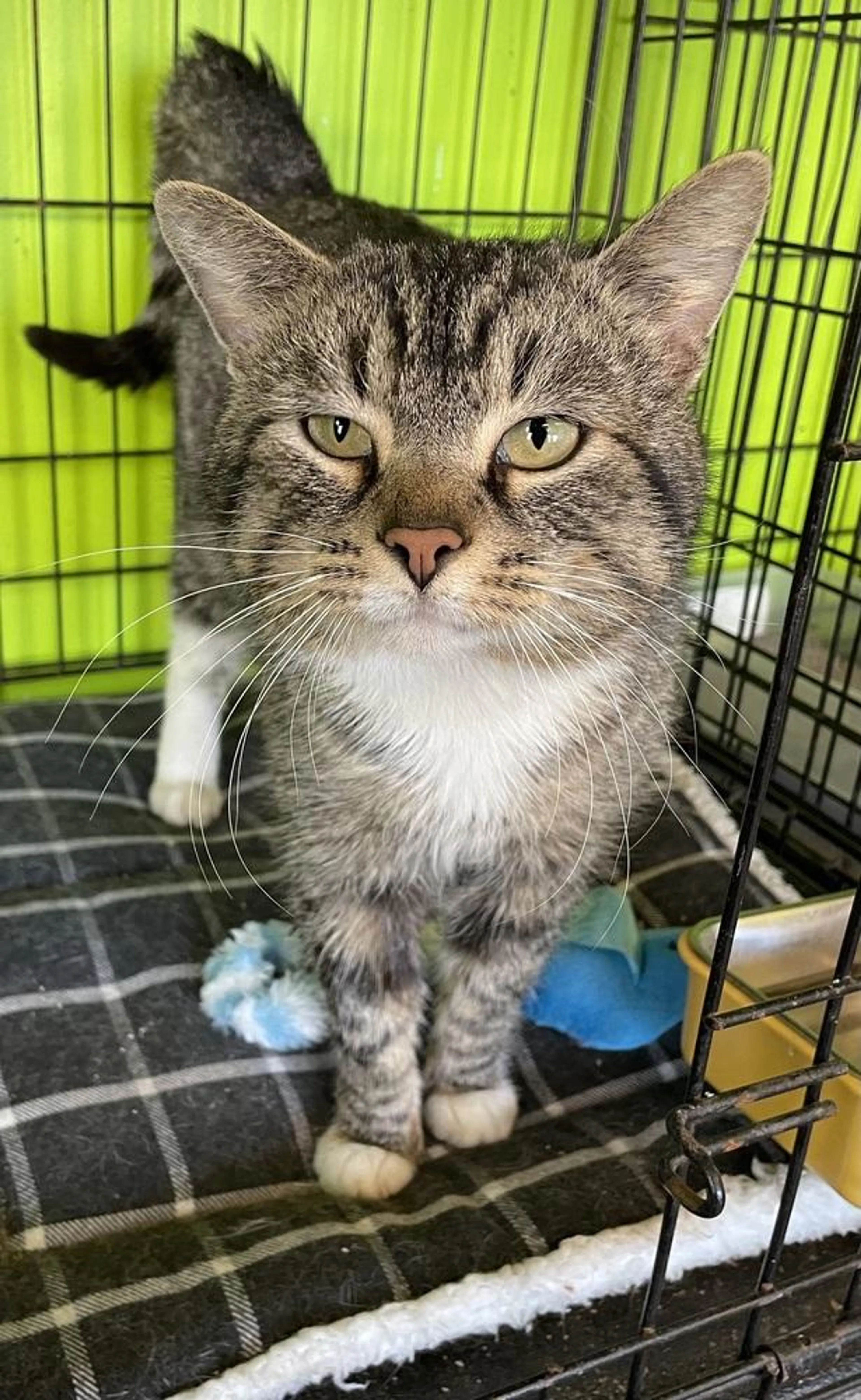 Found pet-1