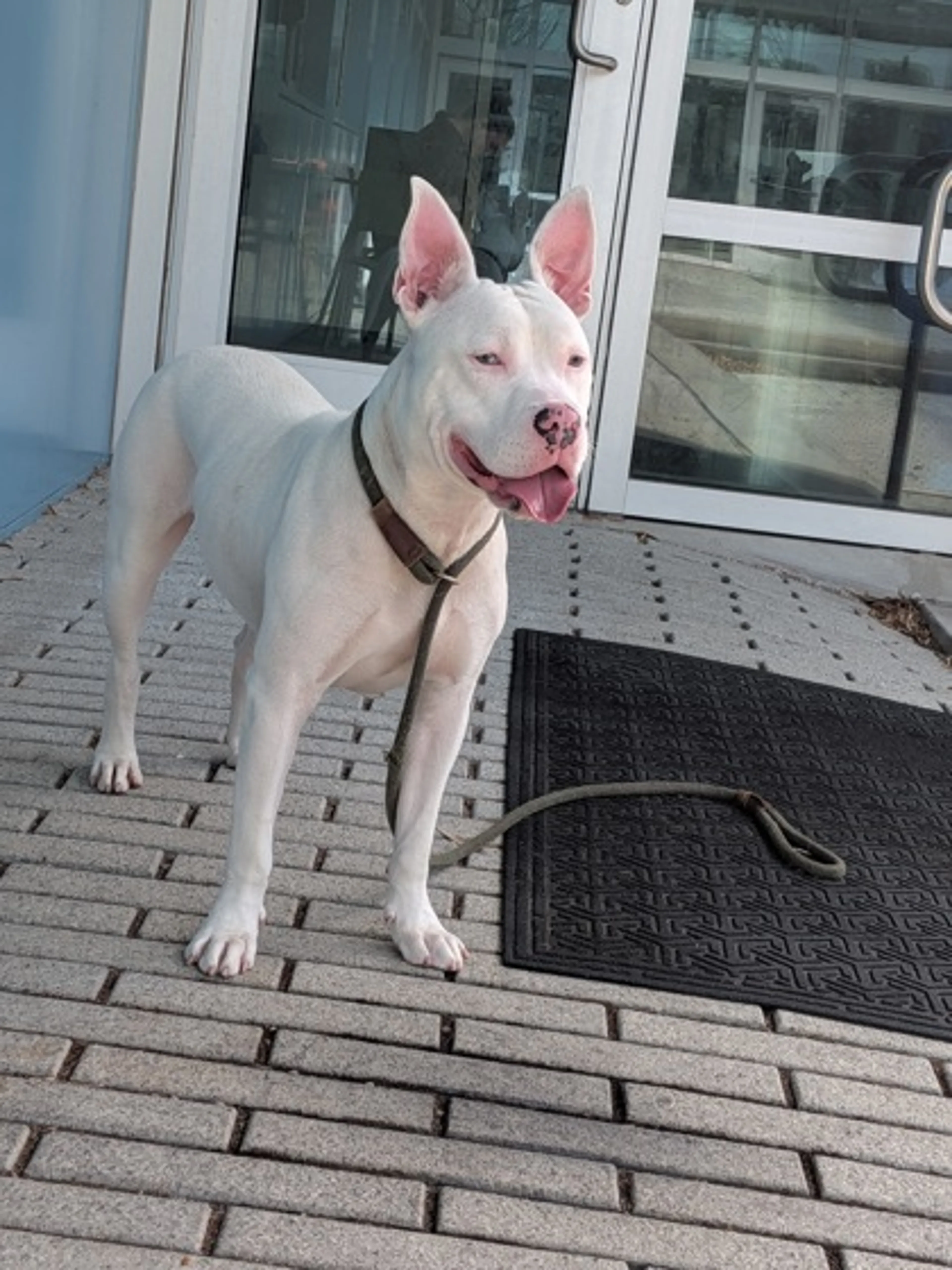 Found pet-1