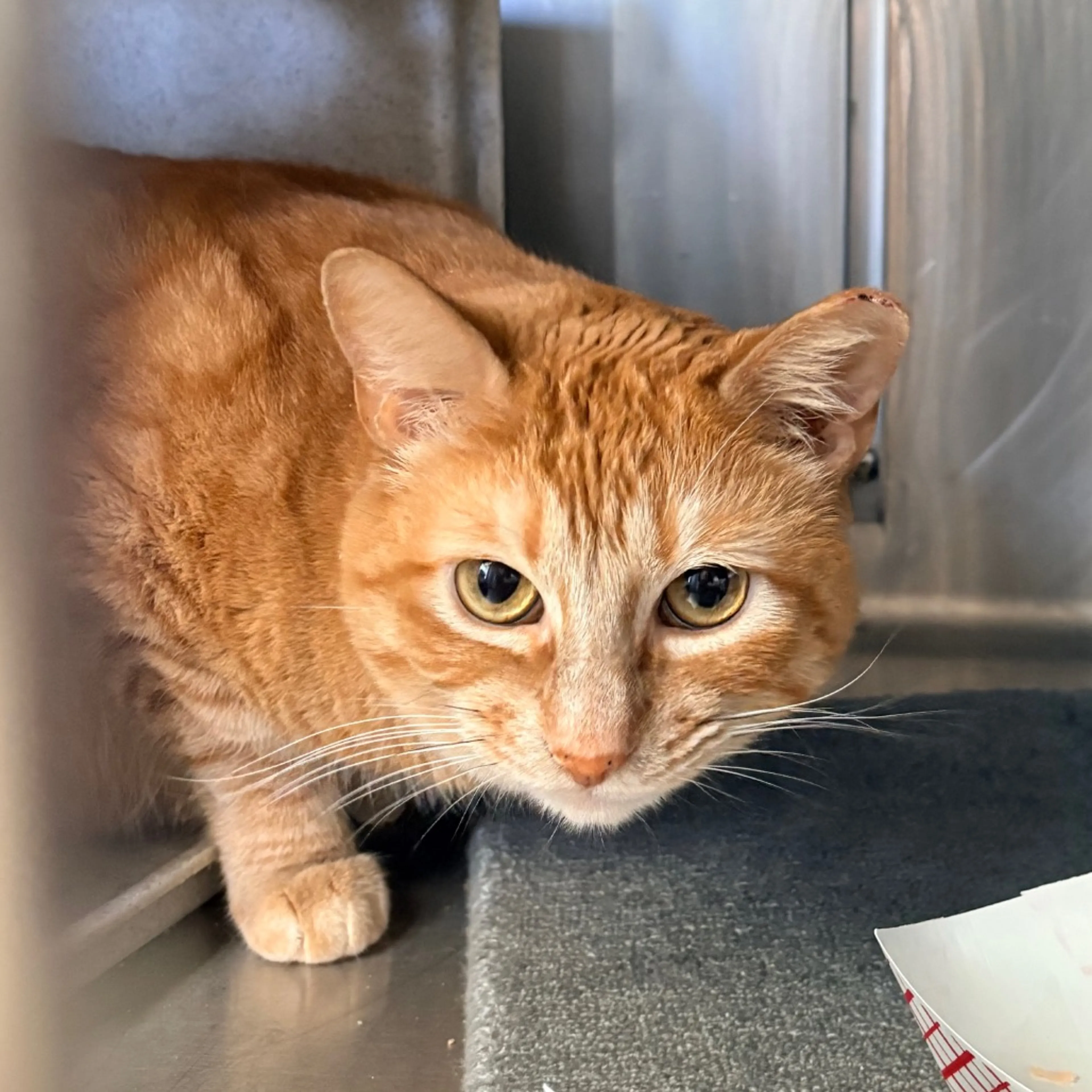 Found pet