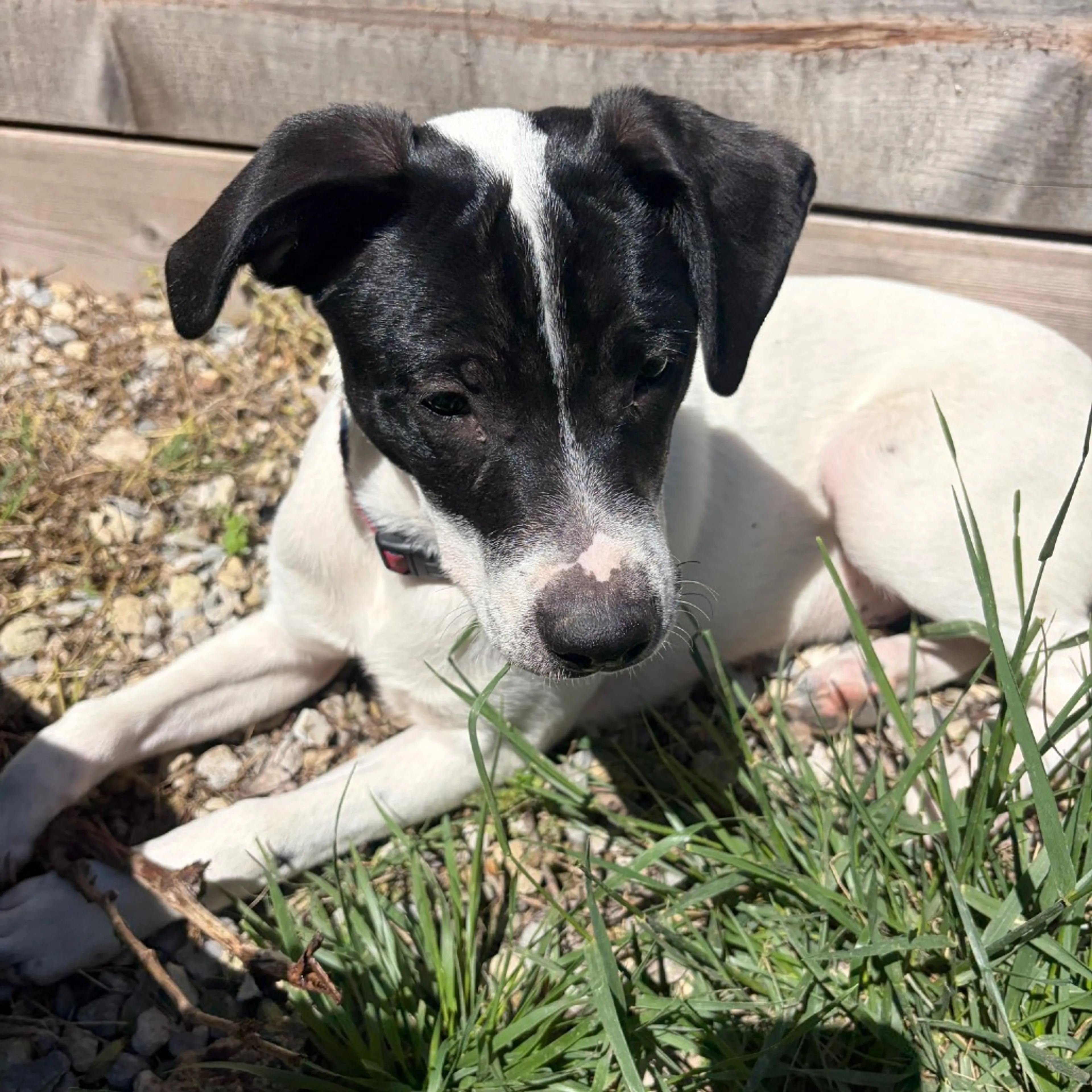 Found pet-1