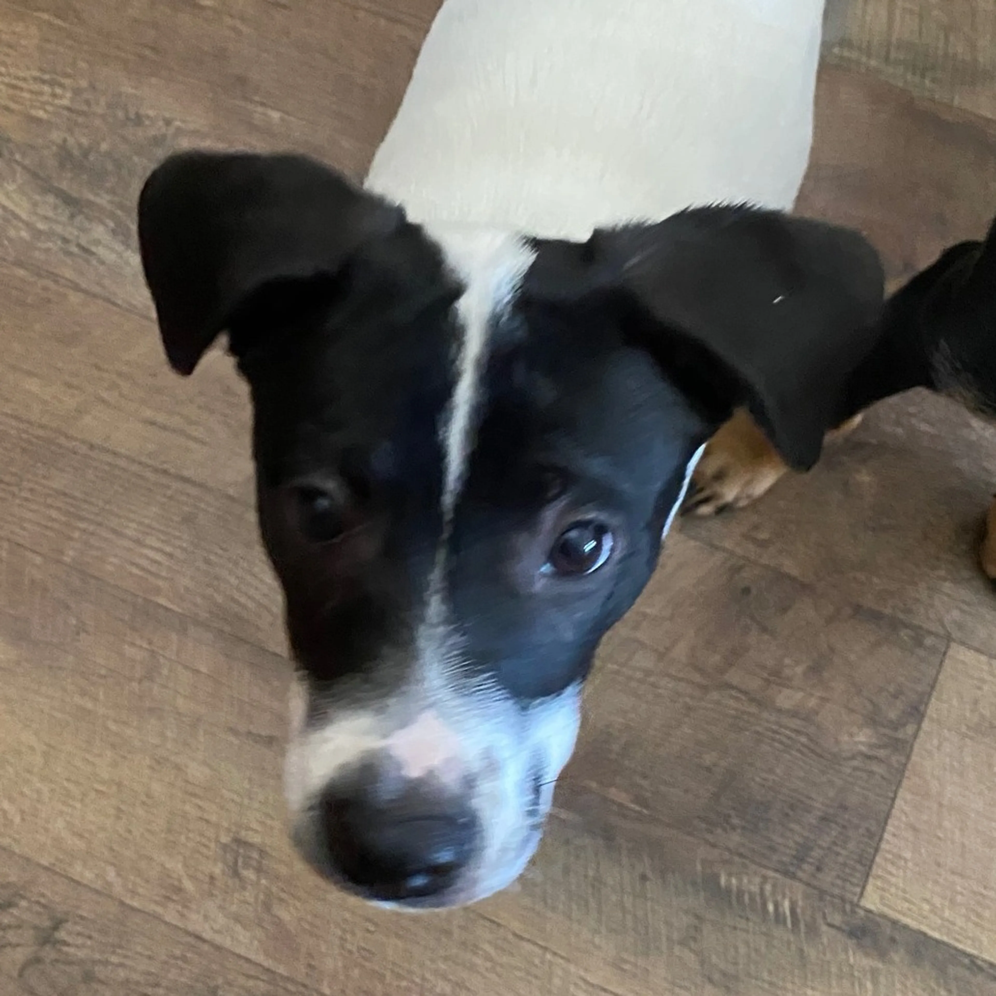 Found pet-2