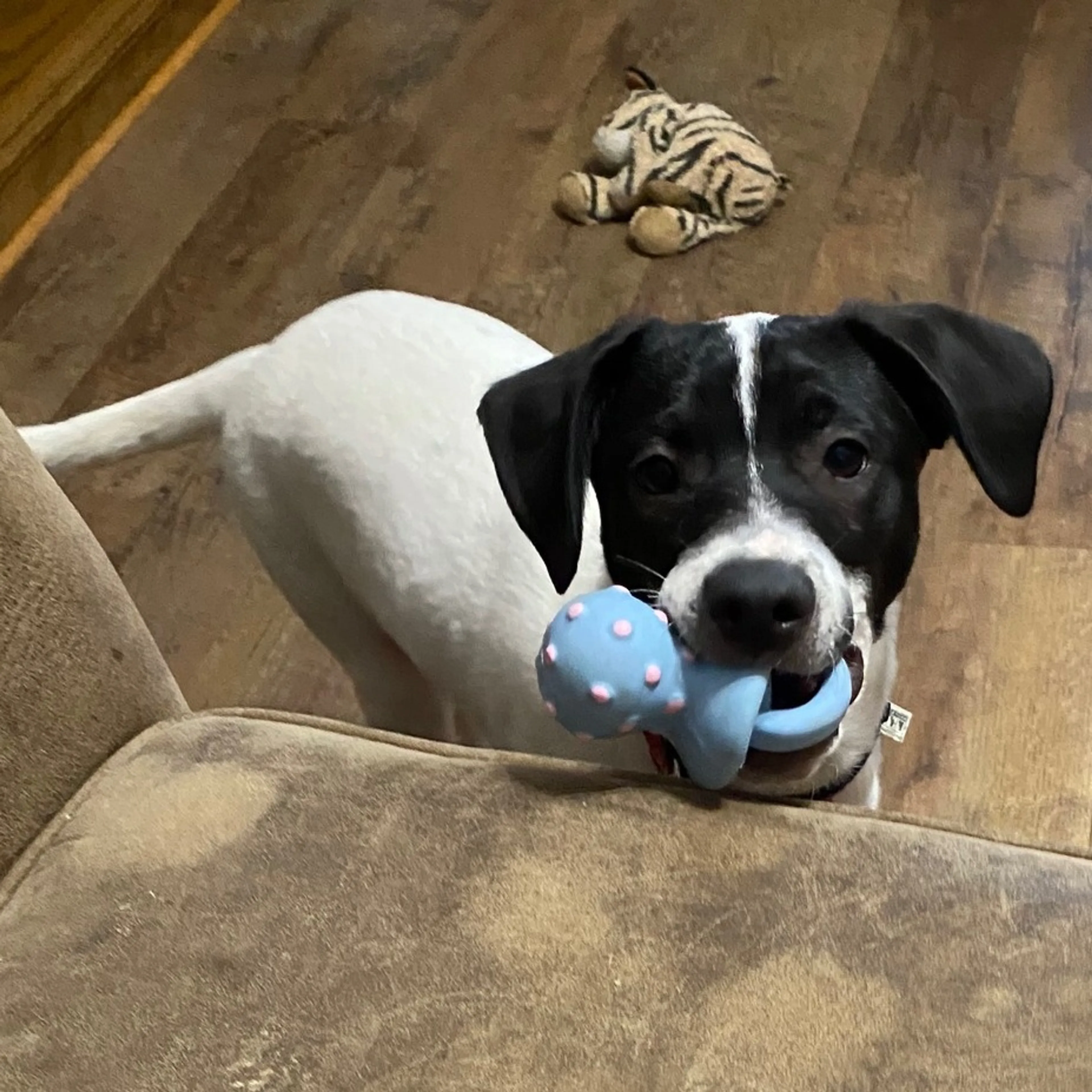 Found pet-3