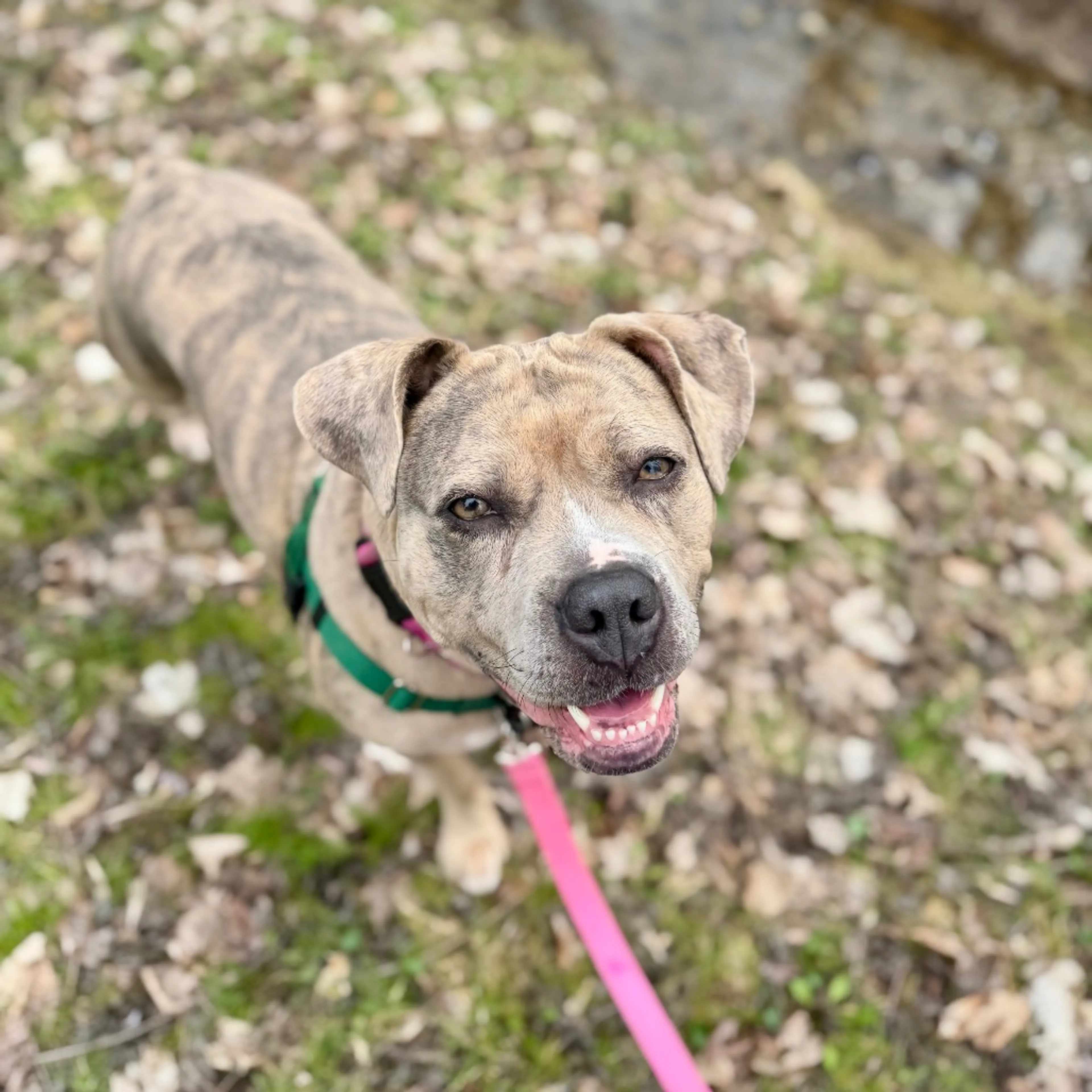 Found pet-46