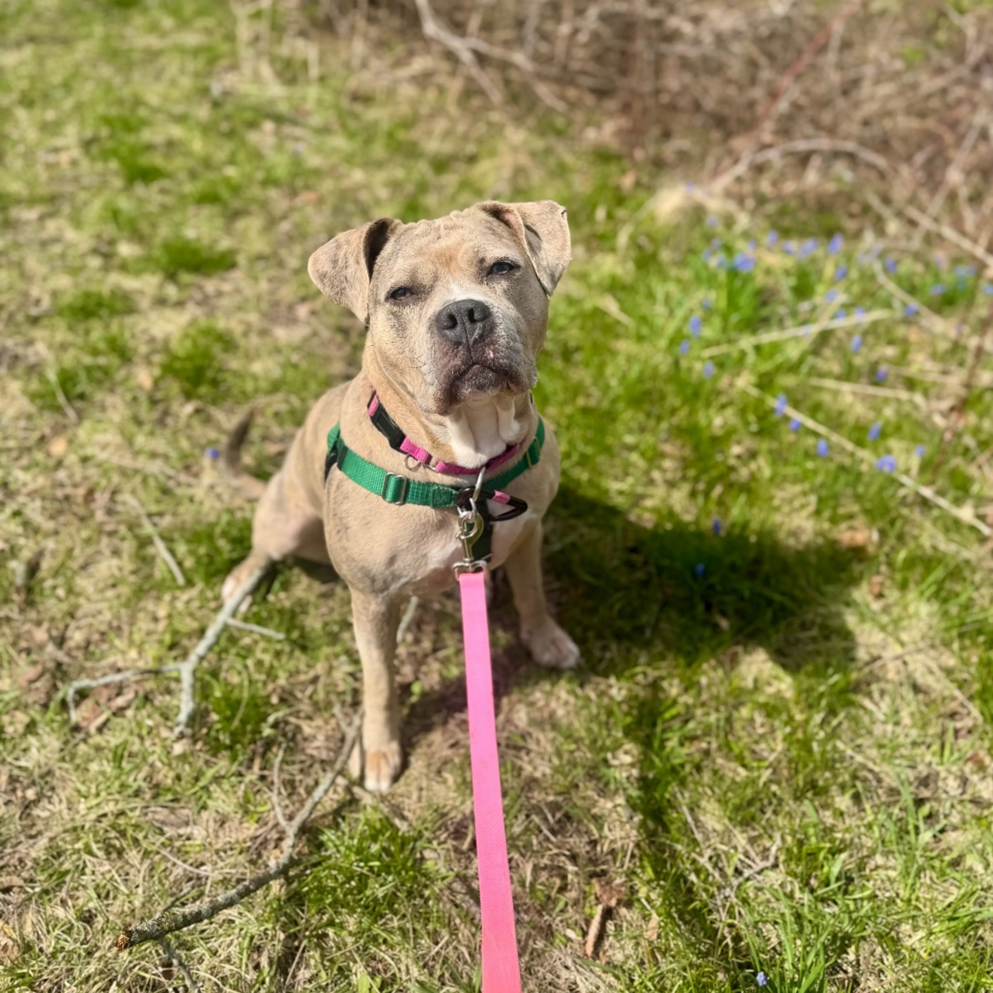 Found pet-38