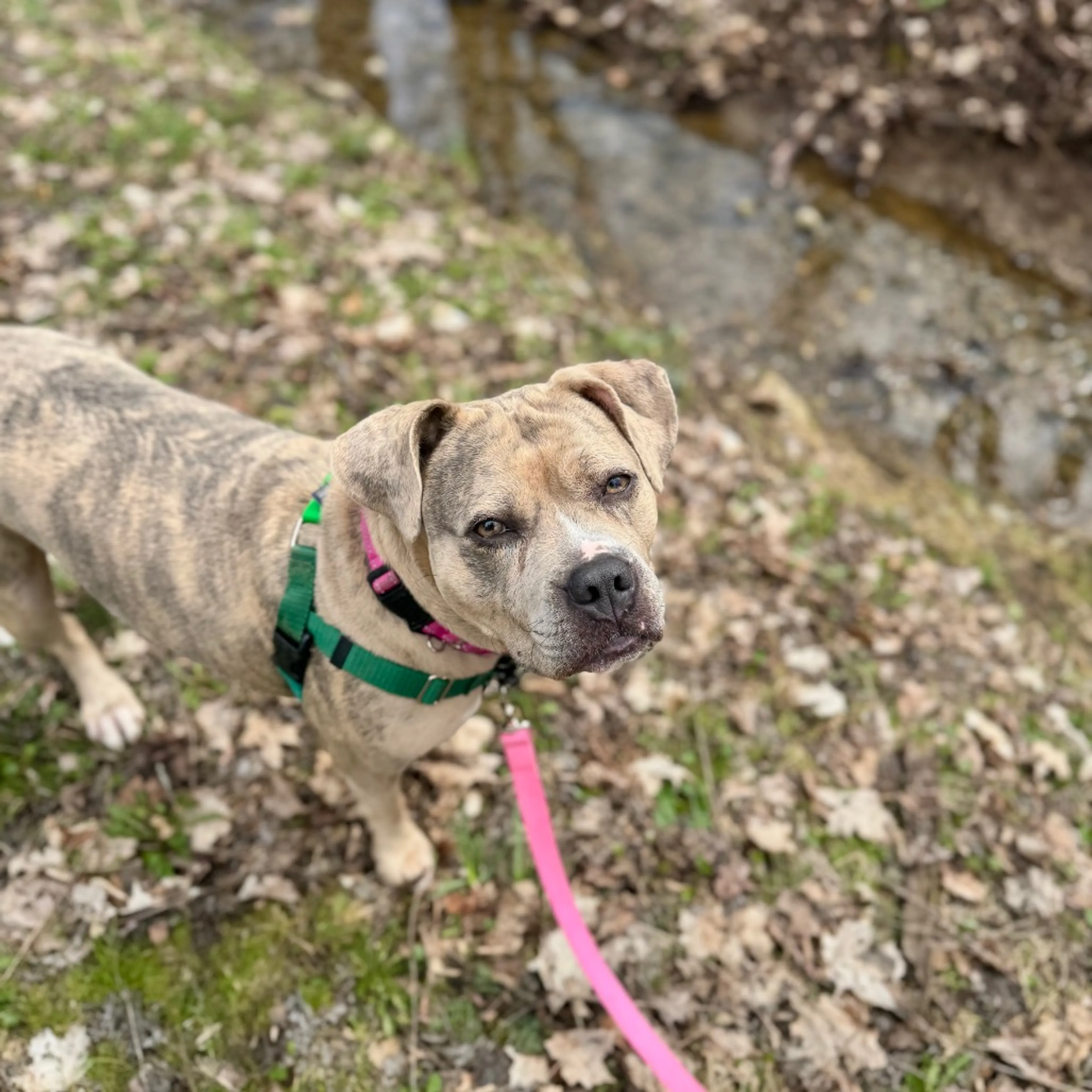 Found pet-43