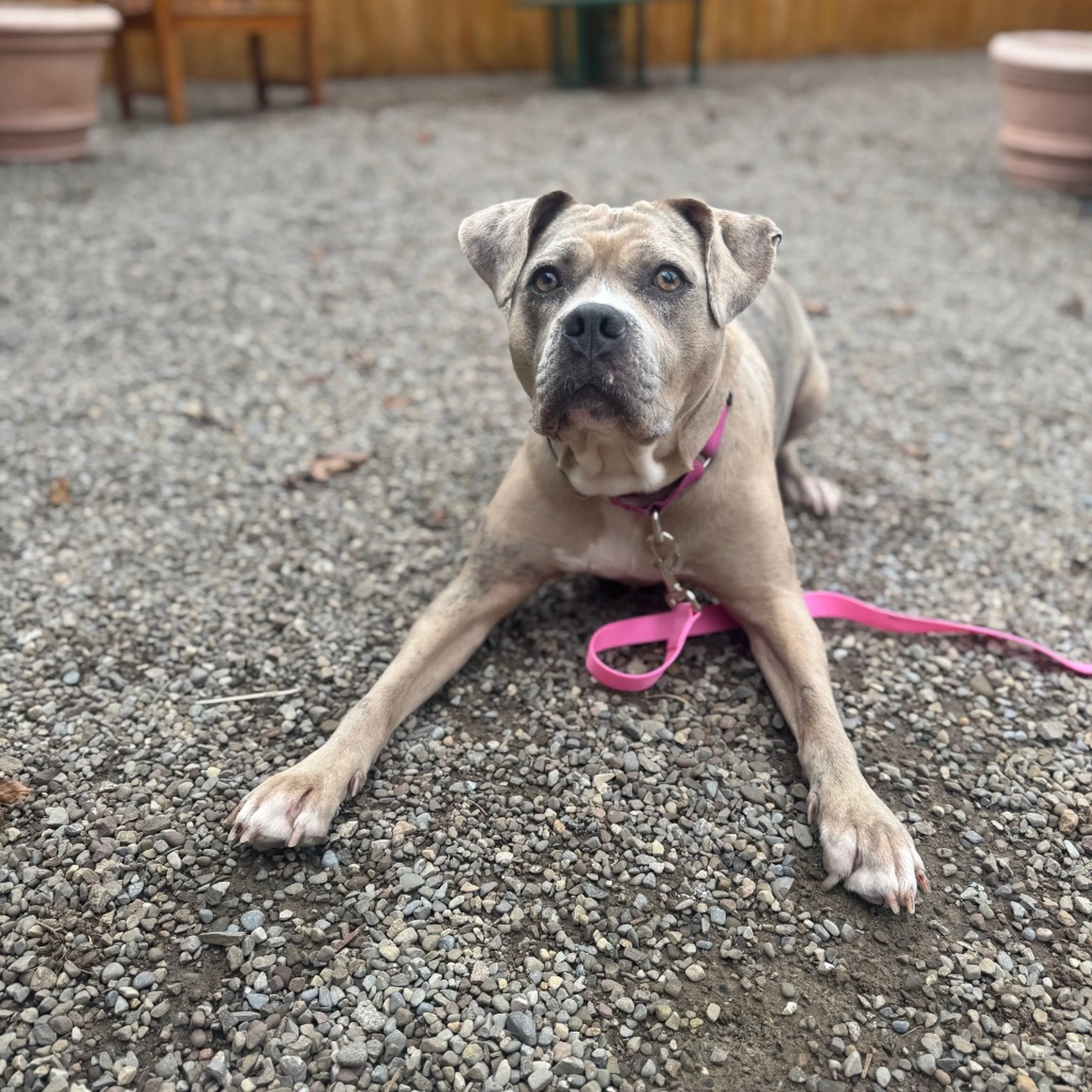 Found pet-20