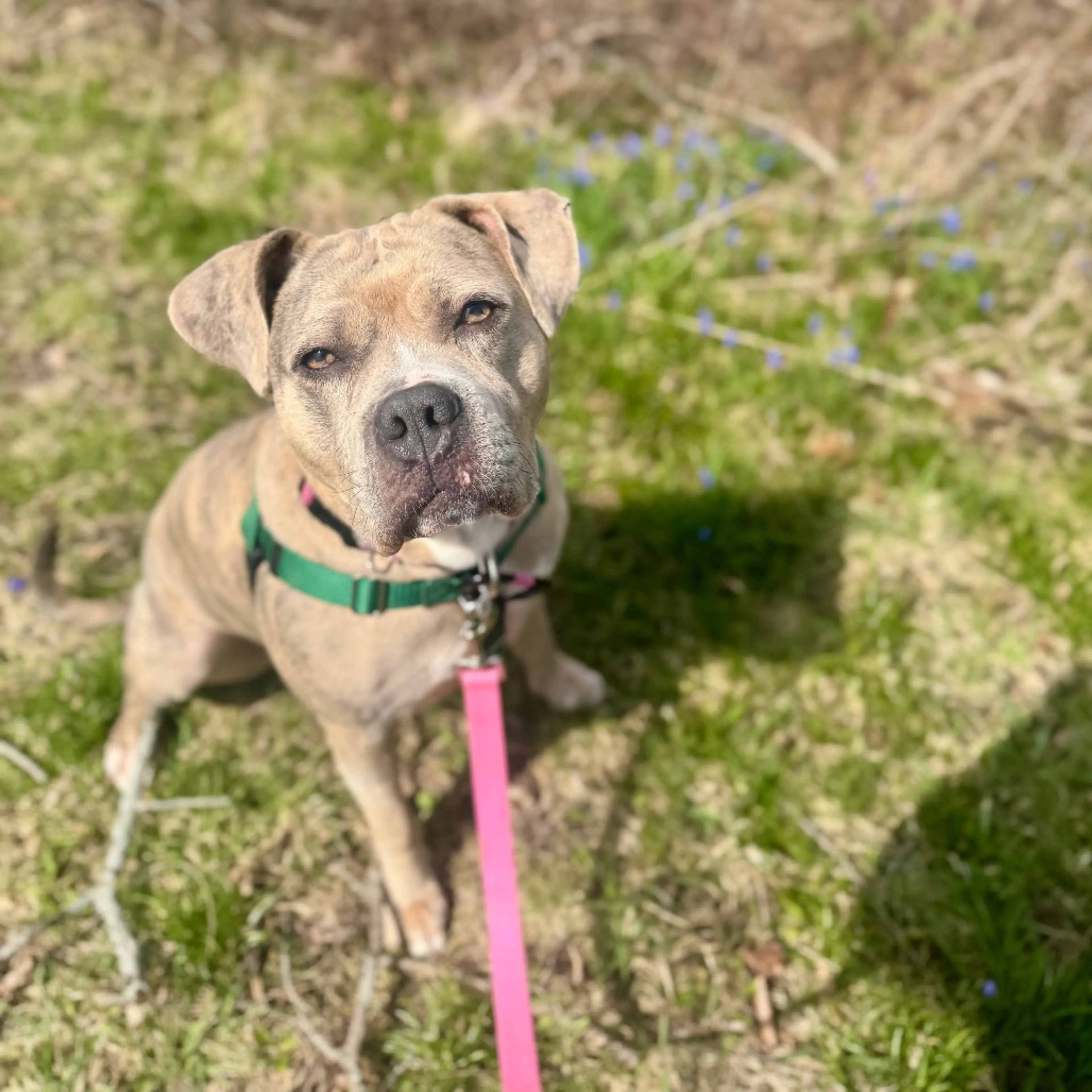 Found pet-39