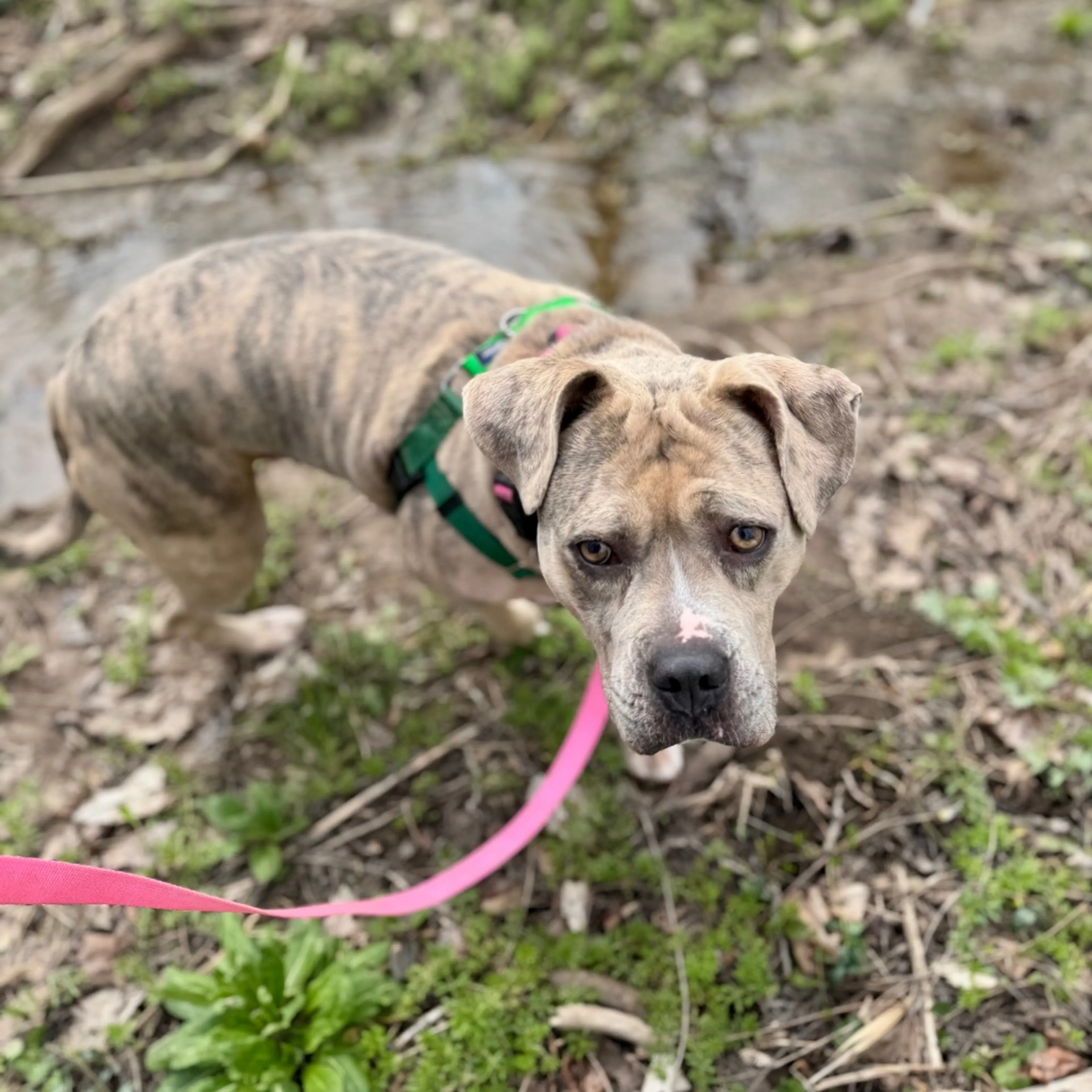 Found pet-45
