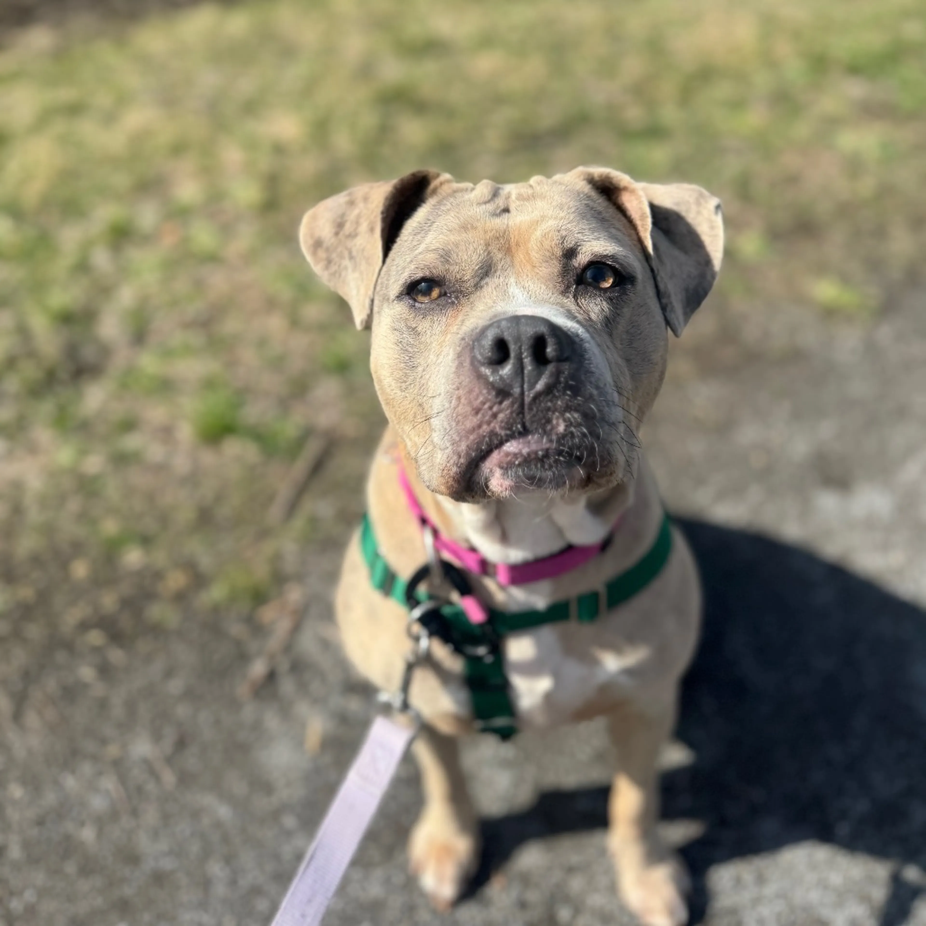 Found pet-17