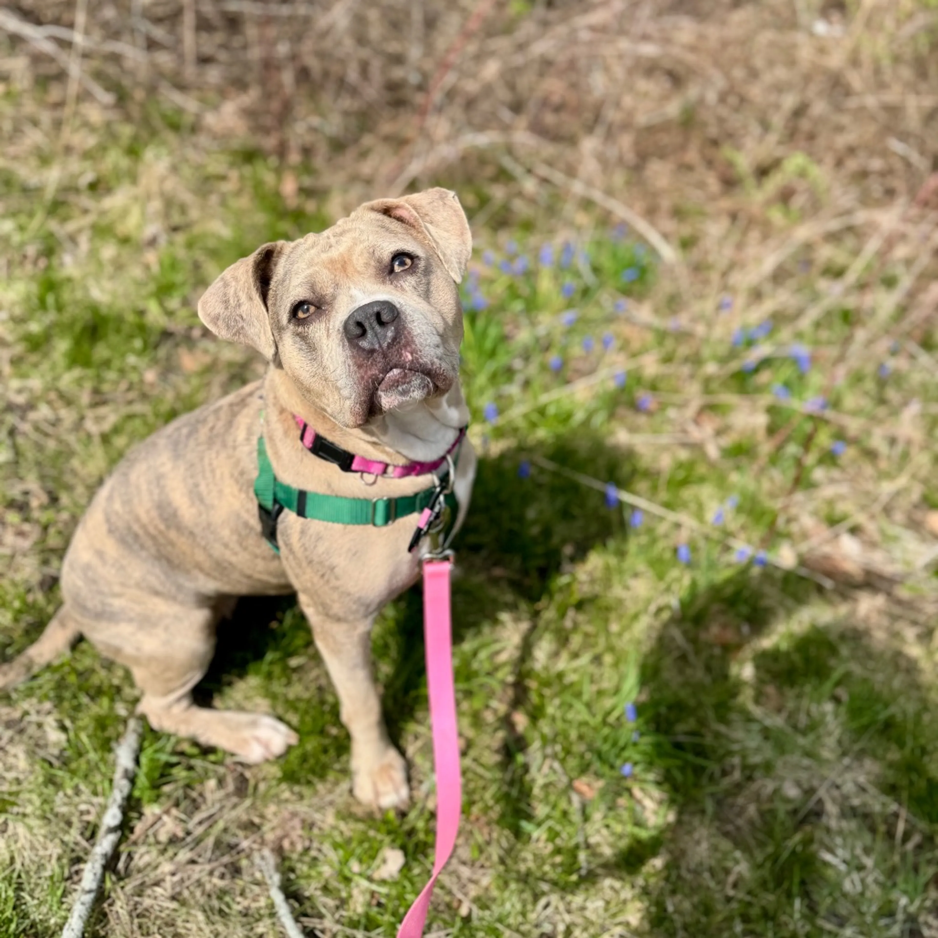 Found pet-42