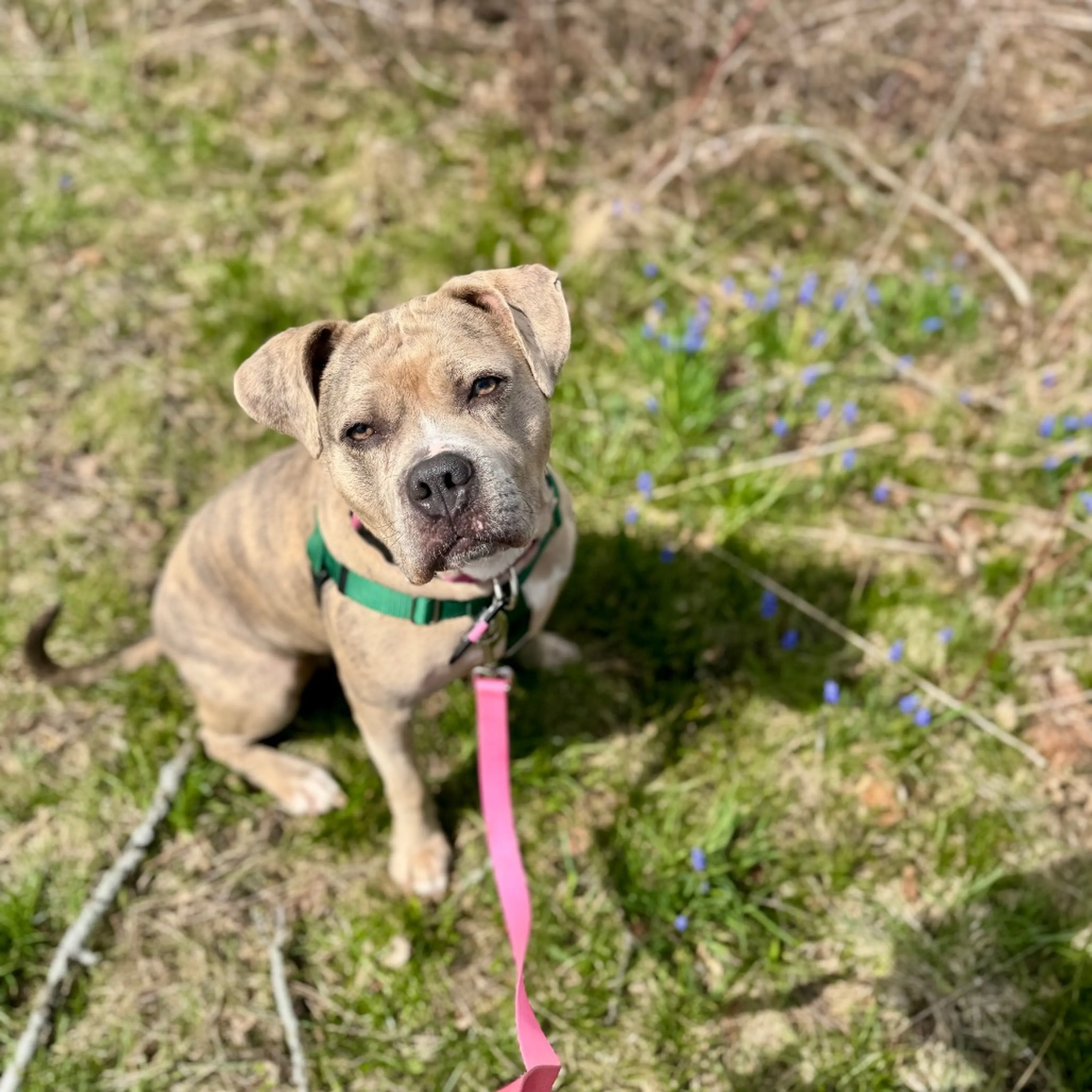 Found pet-40