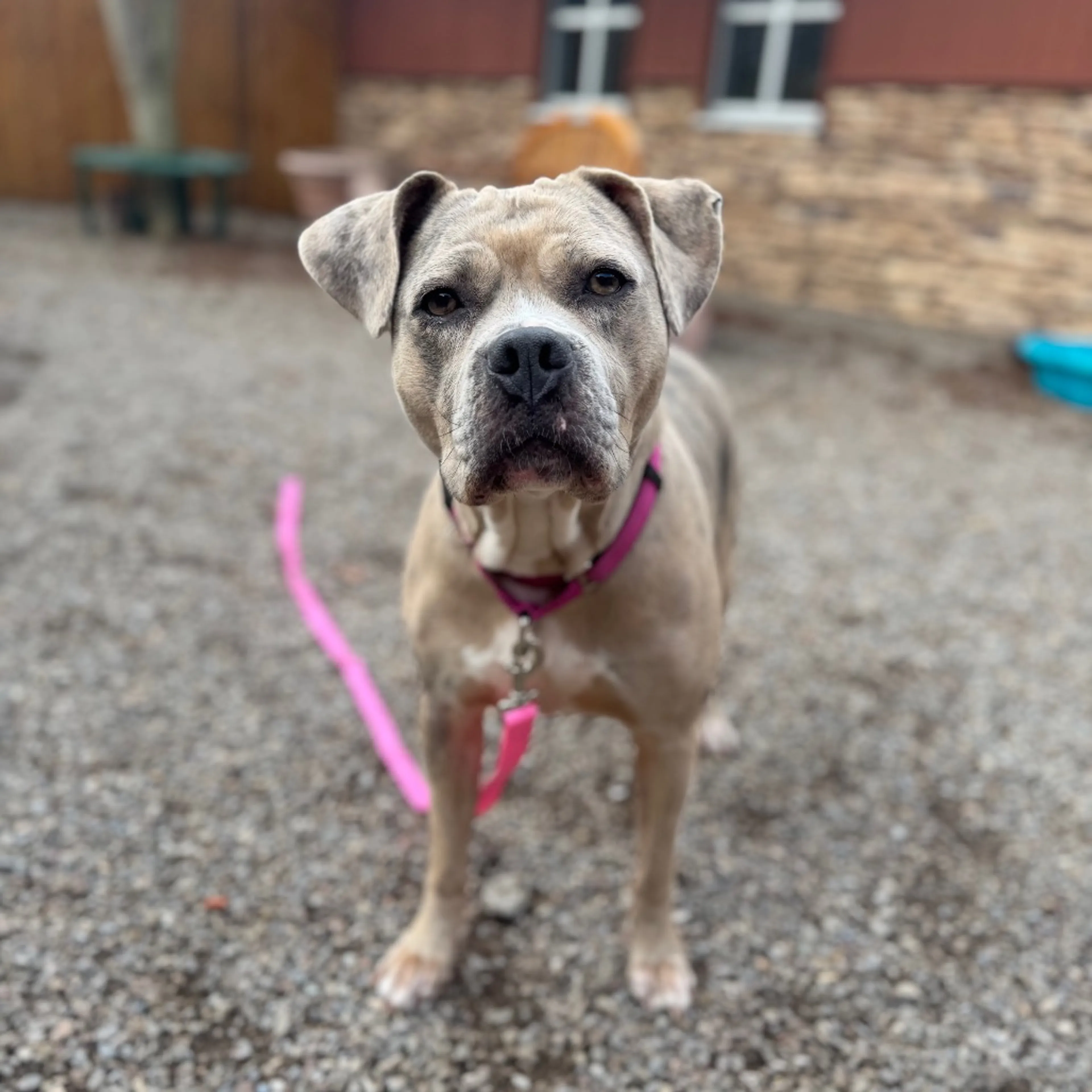 Found pet-27